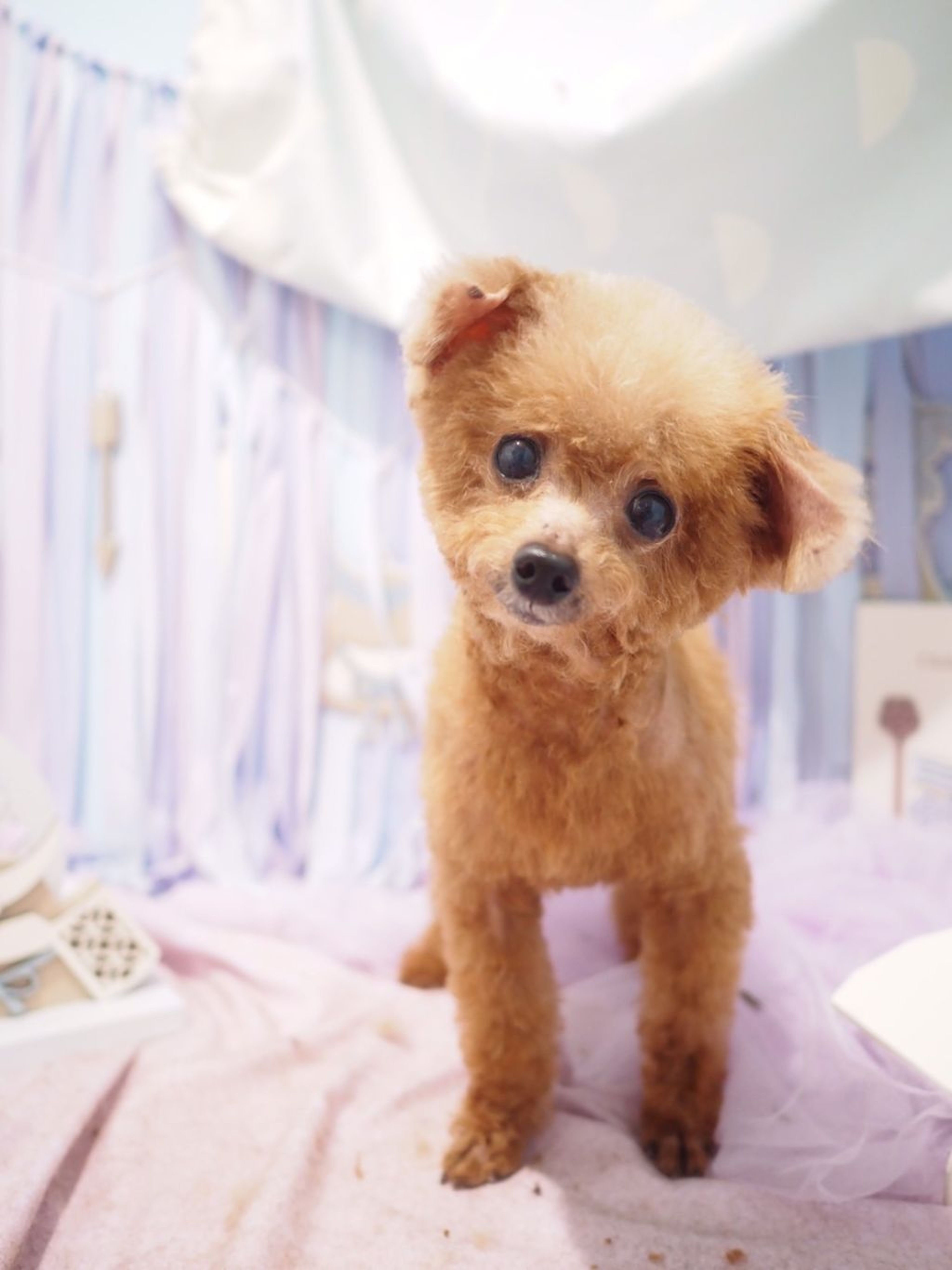 pet-image-9