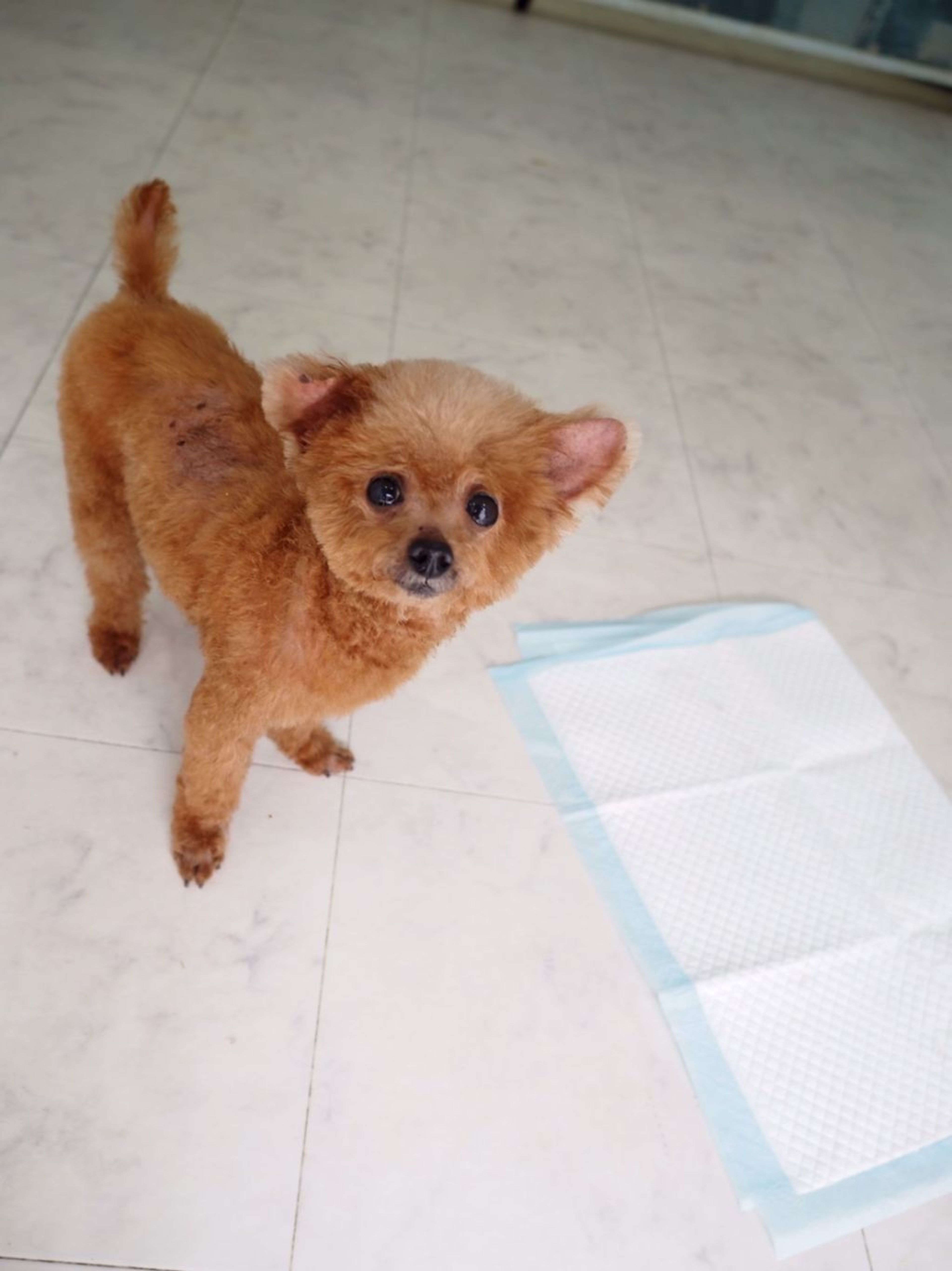 pet-image-10