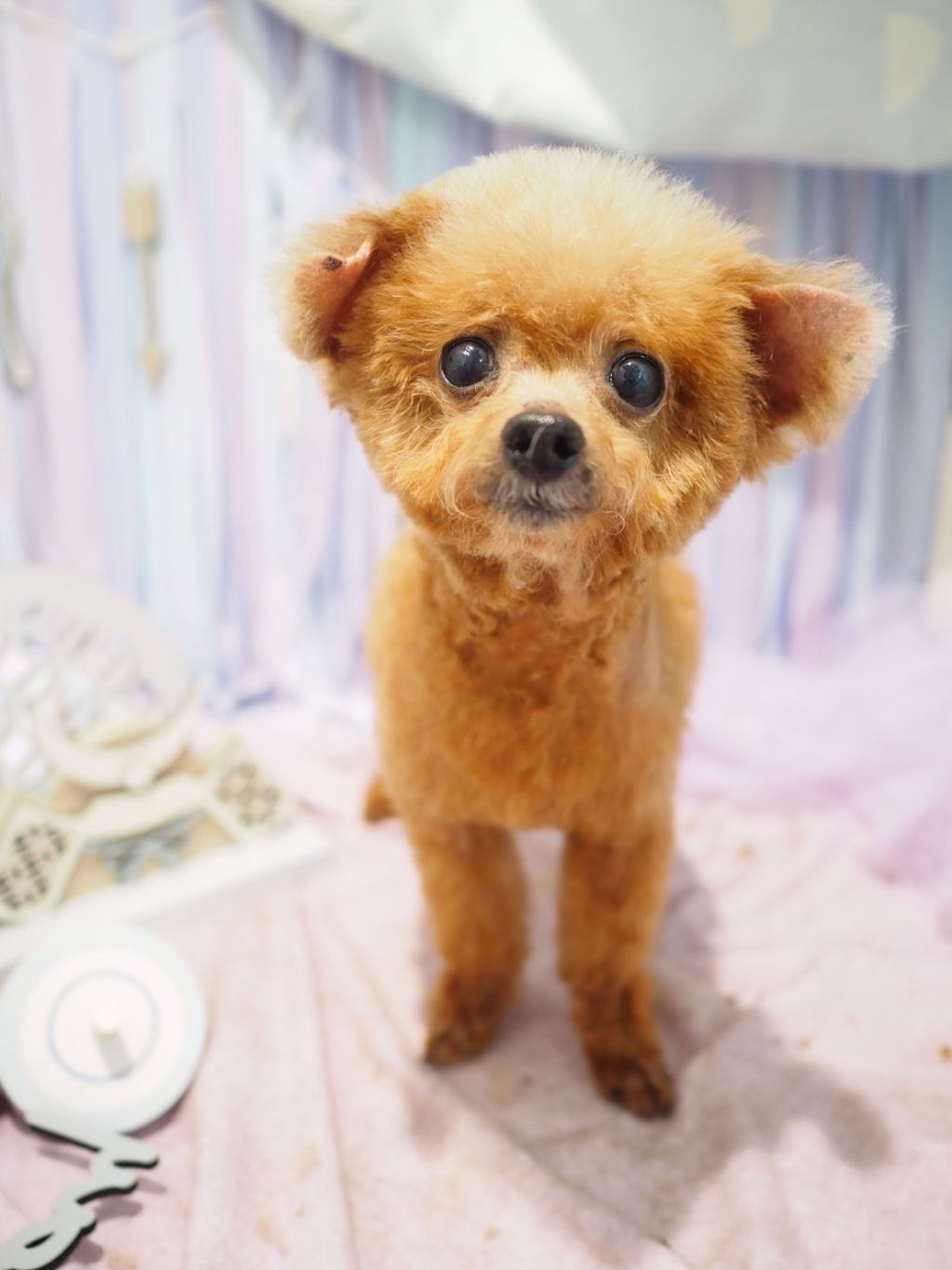 pet-image-2