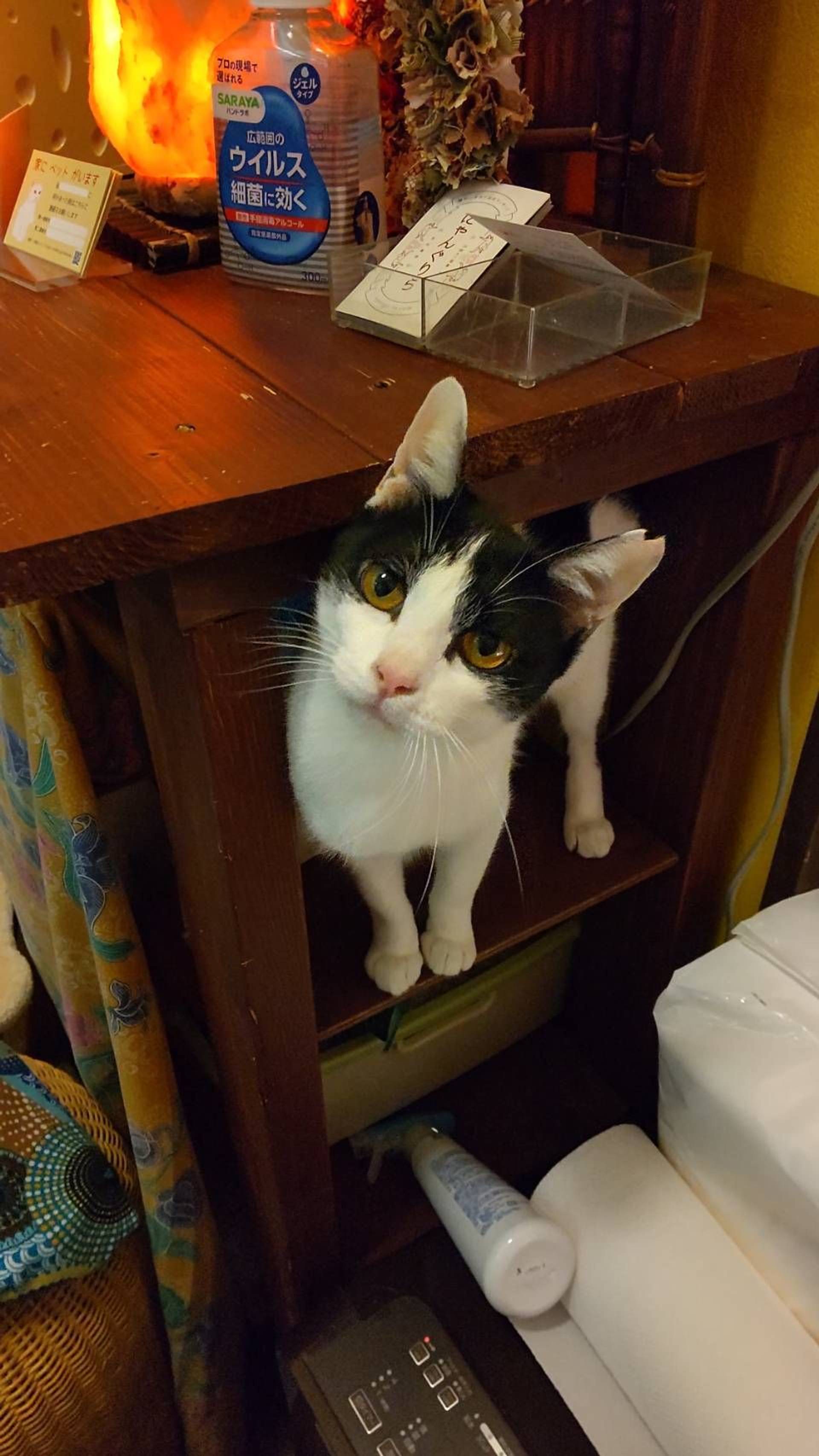雑種（ミックス猫）・メスの里親募集の写真