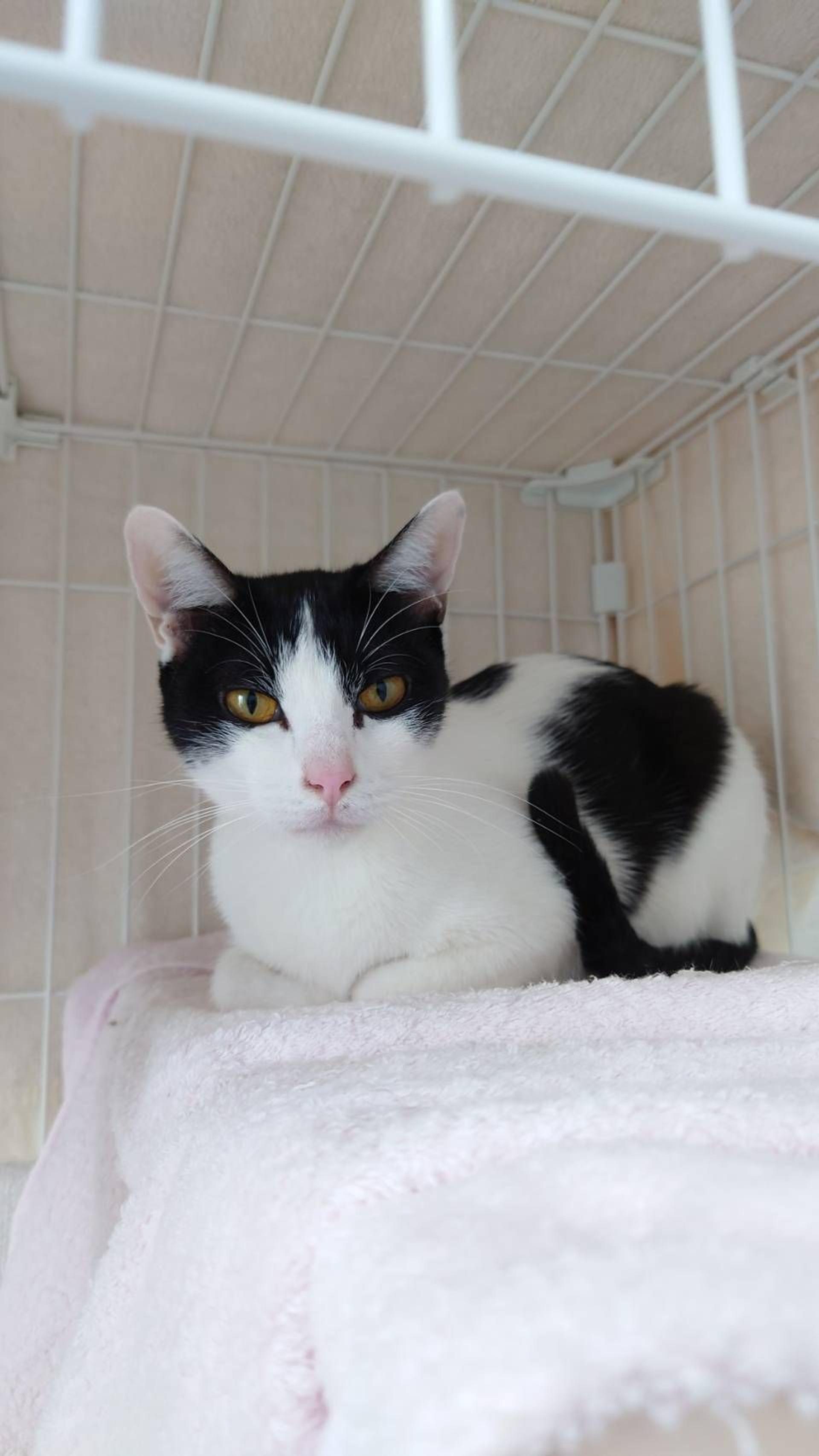 pet-image-2