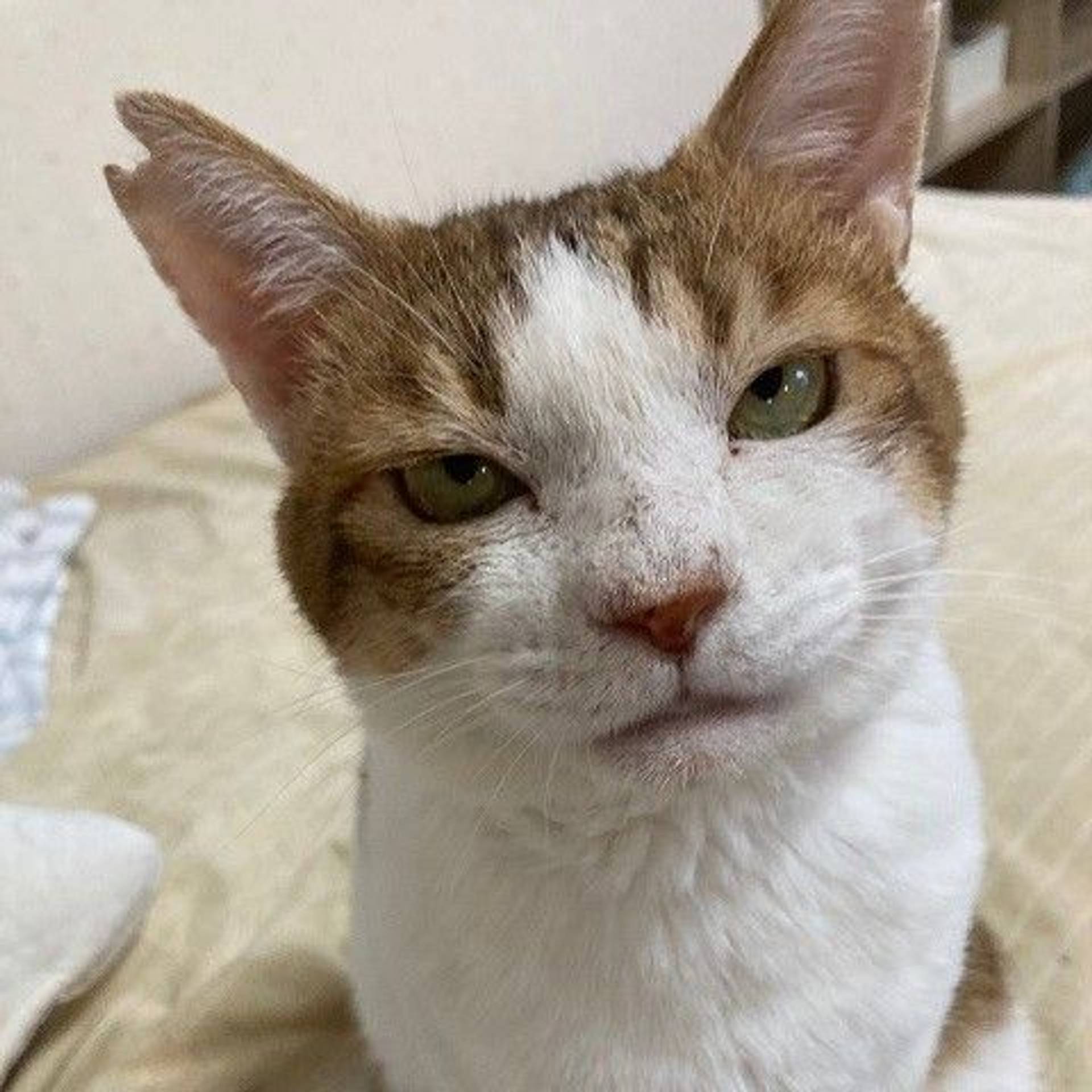 雑種（ミックス猫）・オスの里親募集の写真