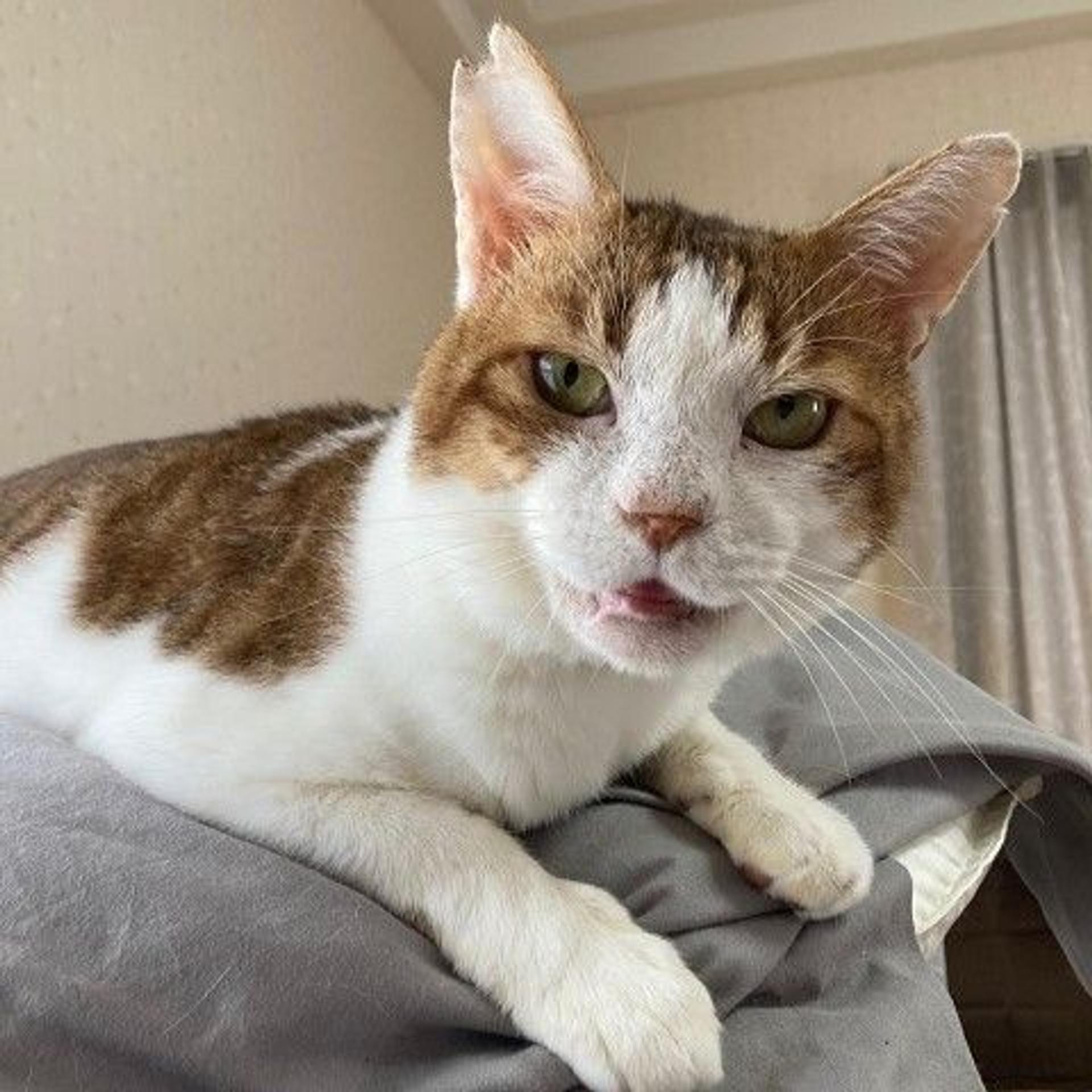 pet-image-3