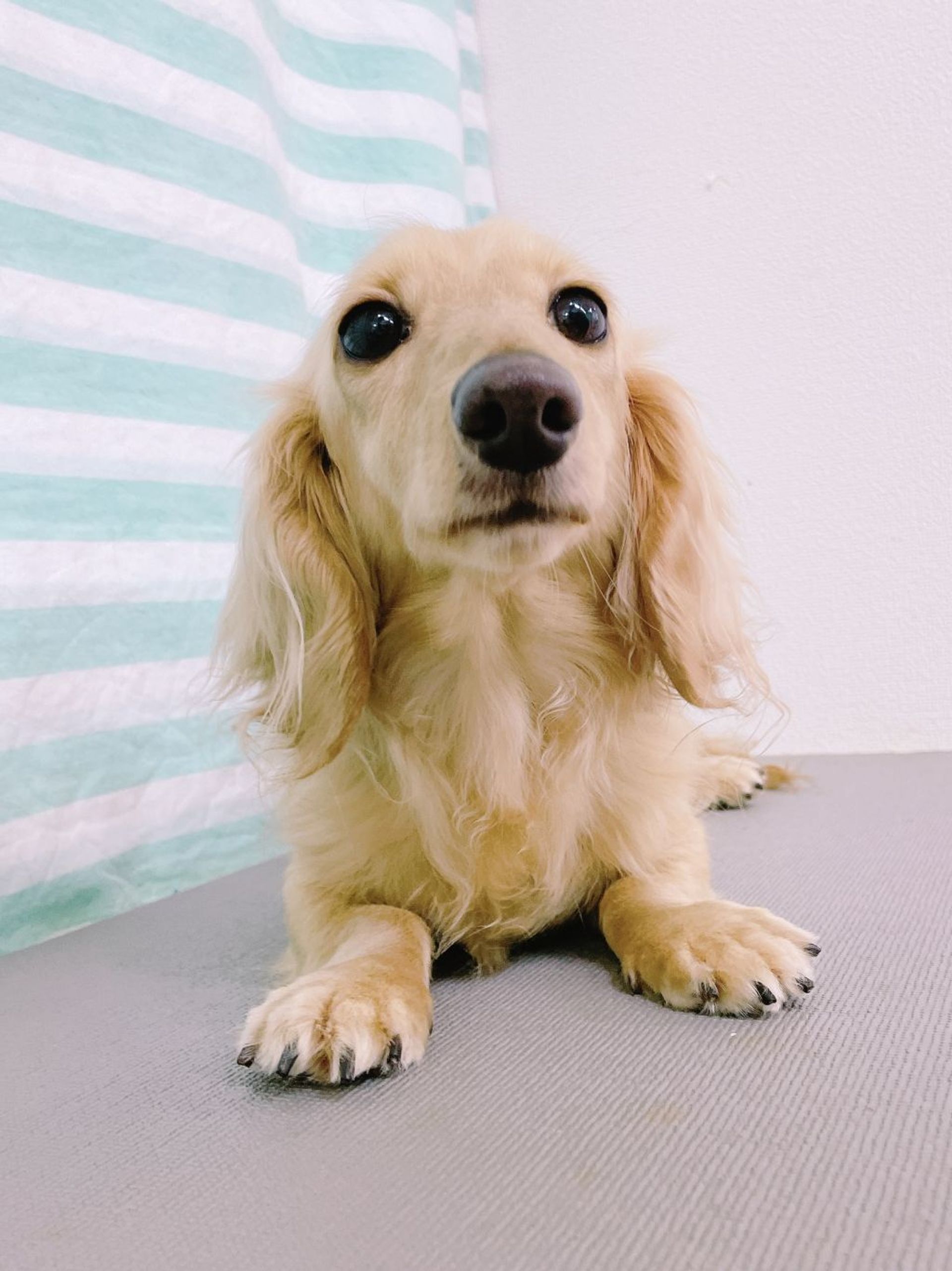 ミニチュア・ダックスフンド・メスの里親募集の写真