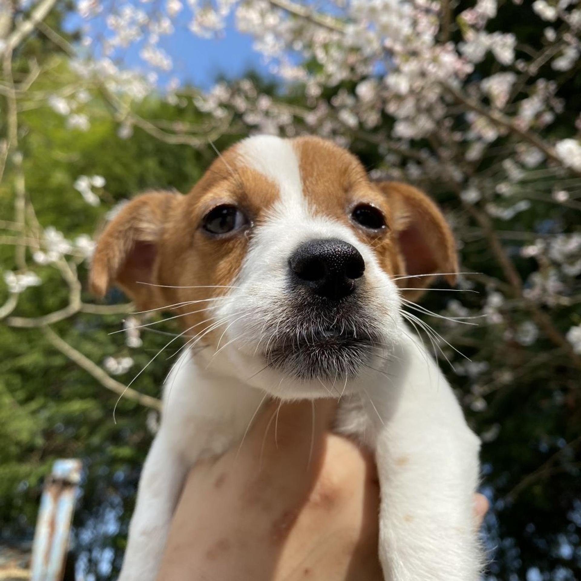 pet-image-3
