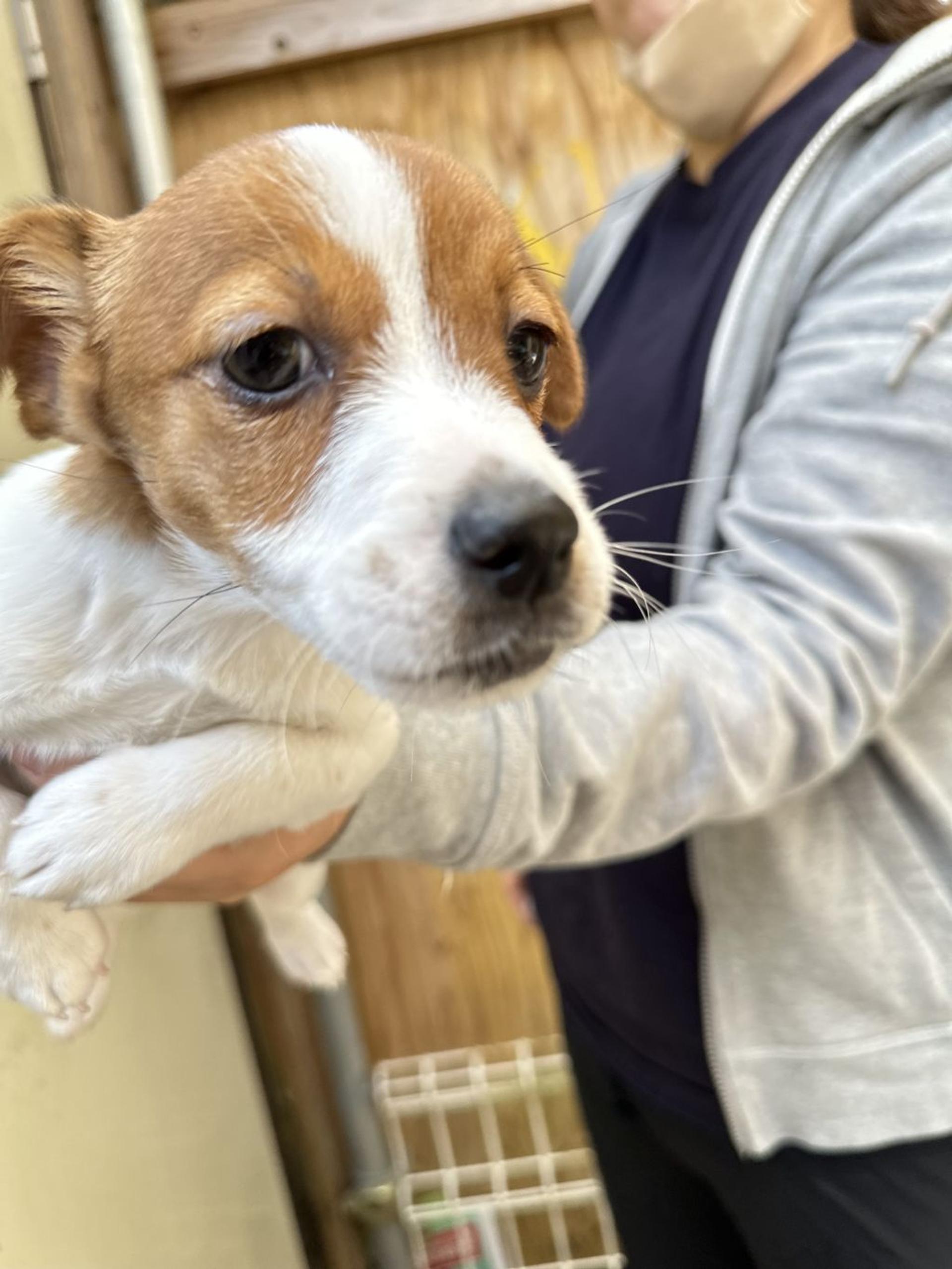 pet-image-4