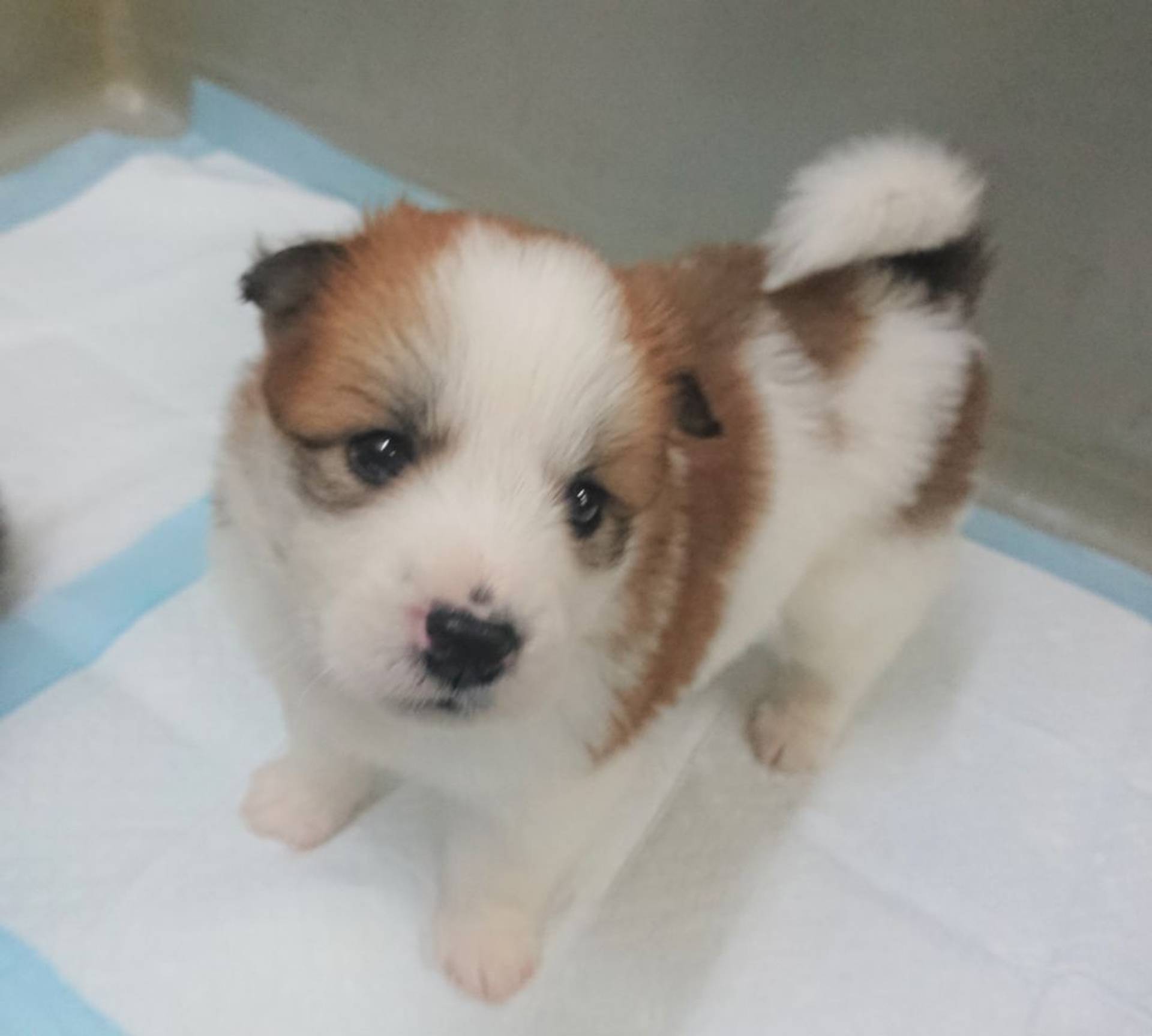 雑種（ミックス犬）・オスの里親募集の写真