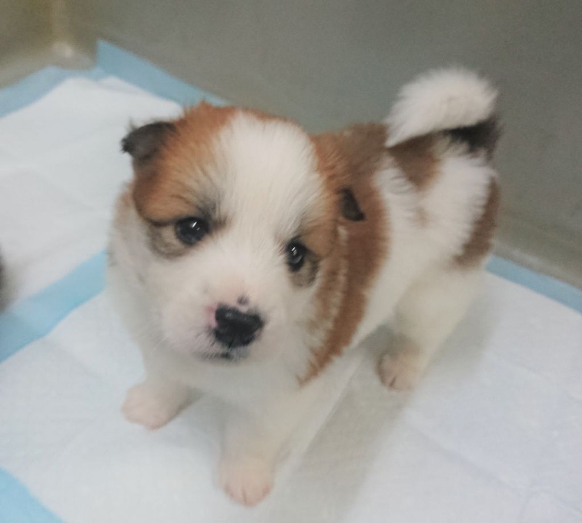 雑種（ミックス犬）・オスの里親募集の写真