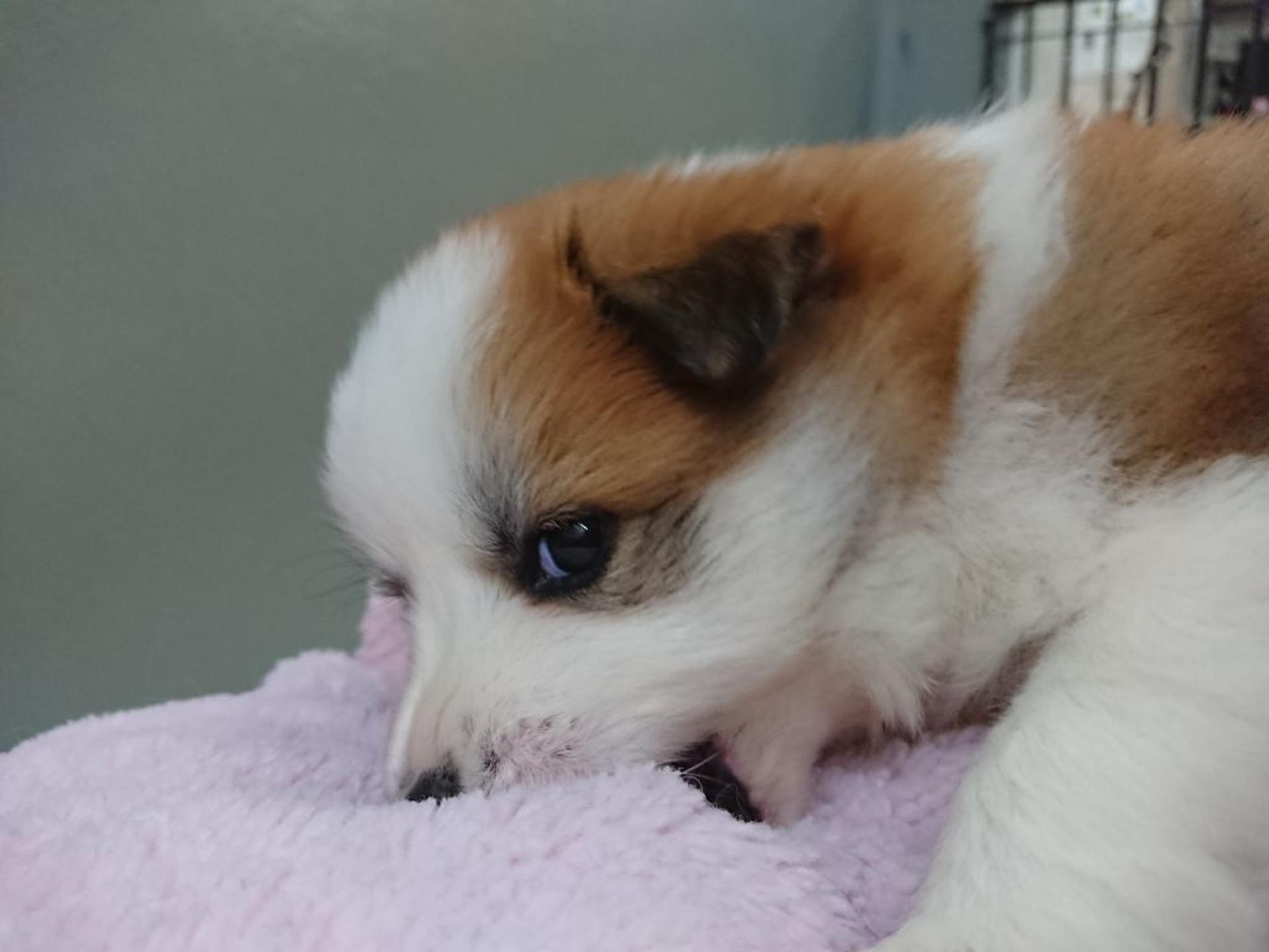 pet-image-4