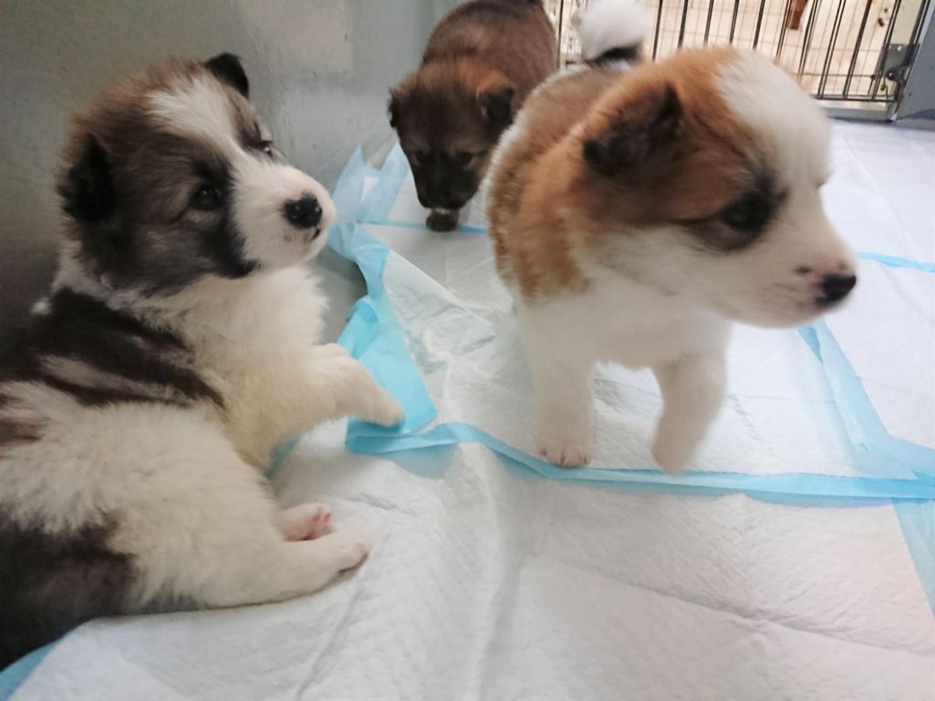 pet-image-5