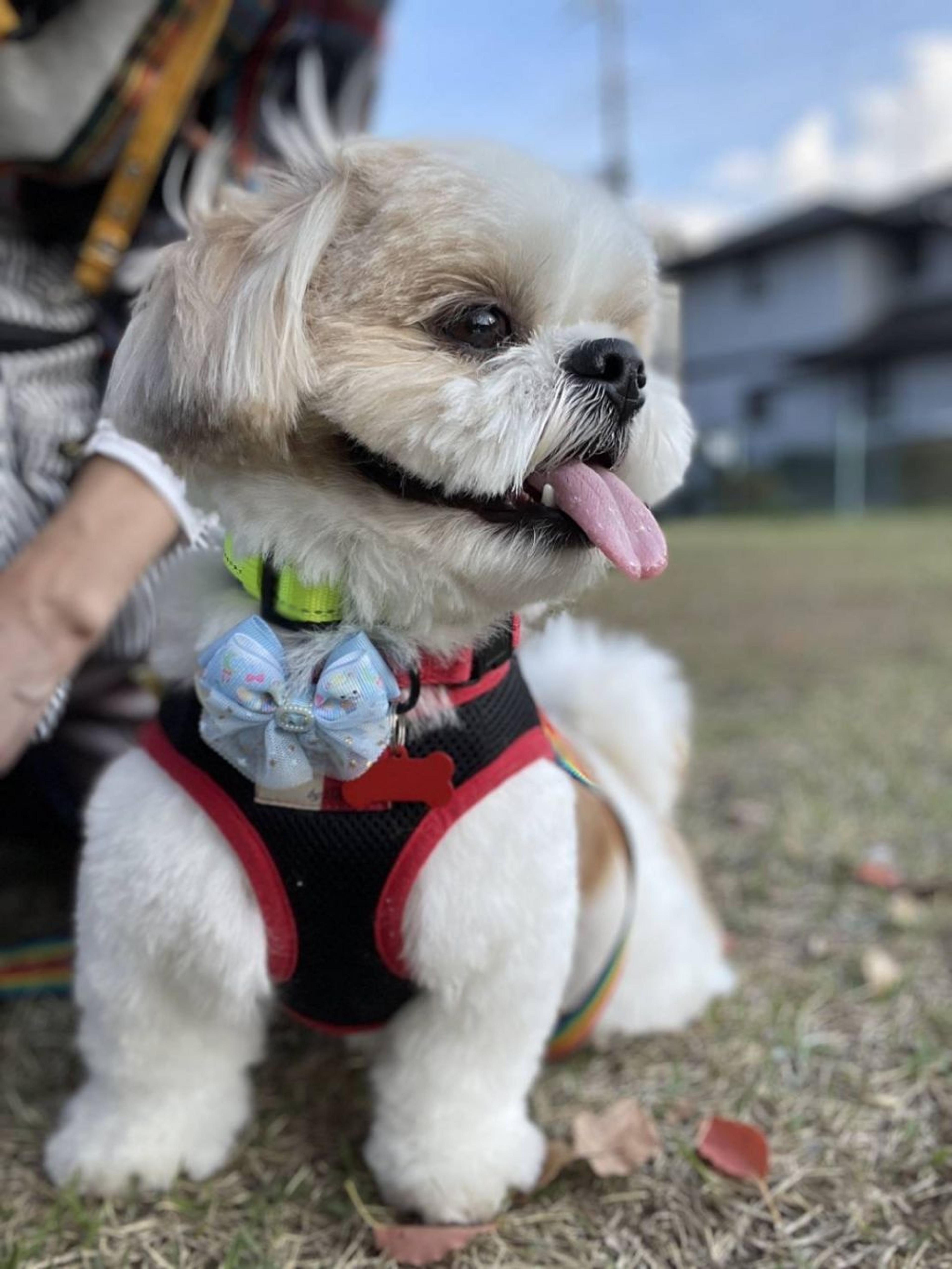 pet-image-2