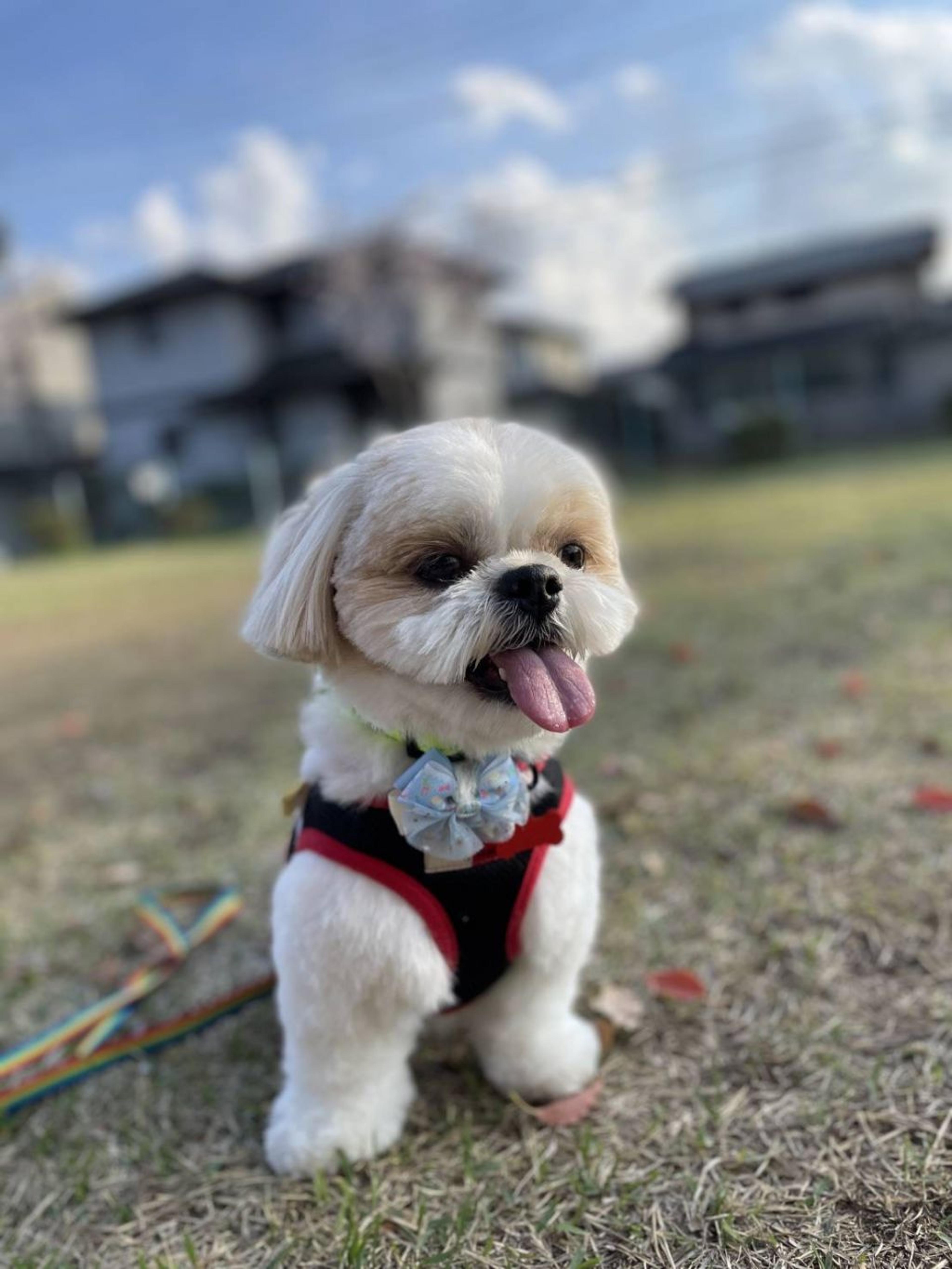 pet-image-3