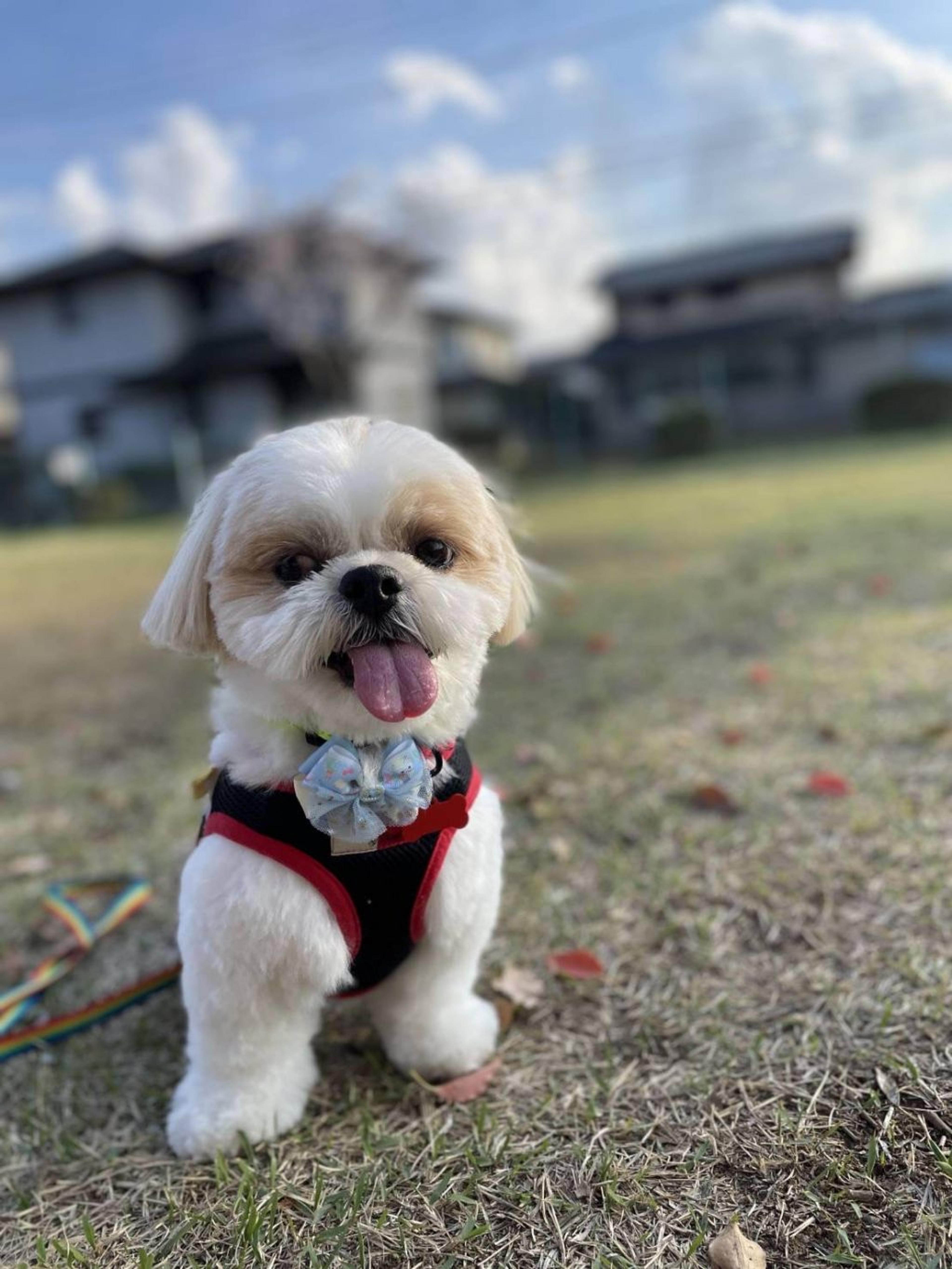 pet-image-4