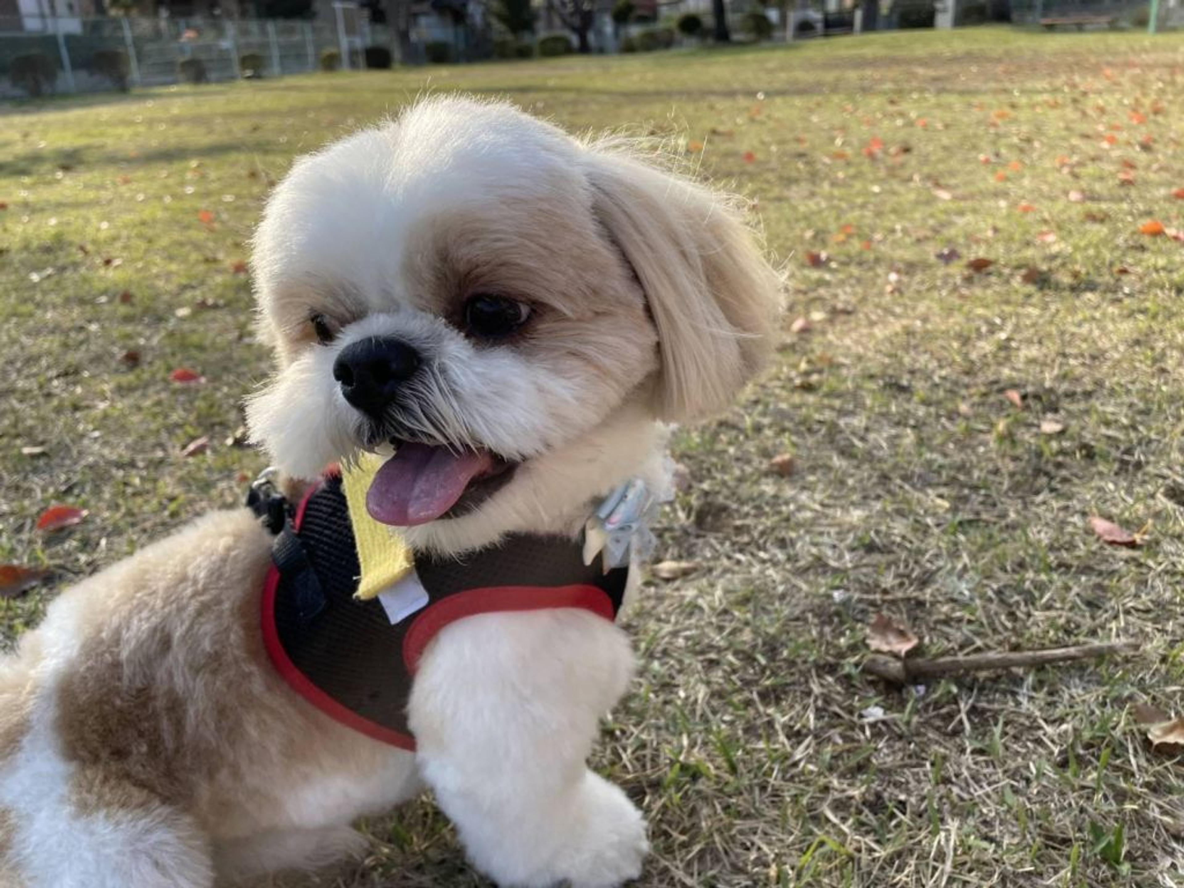 pet-image-5