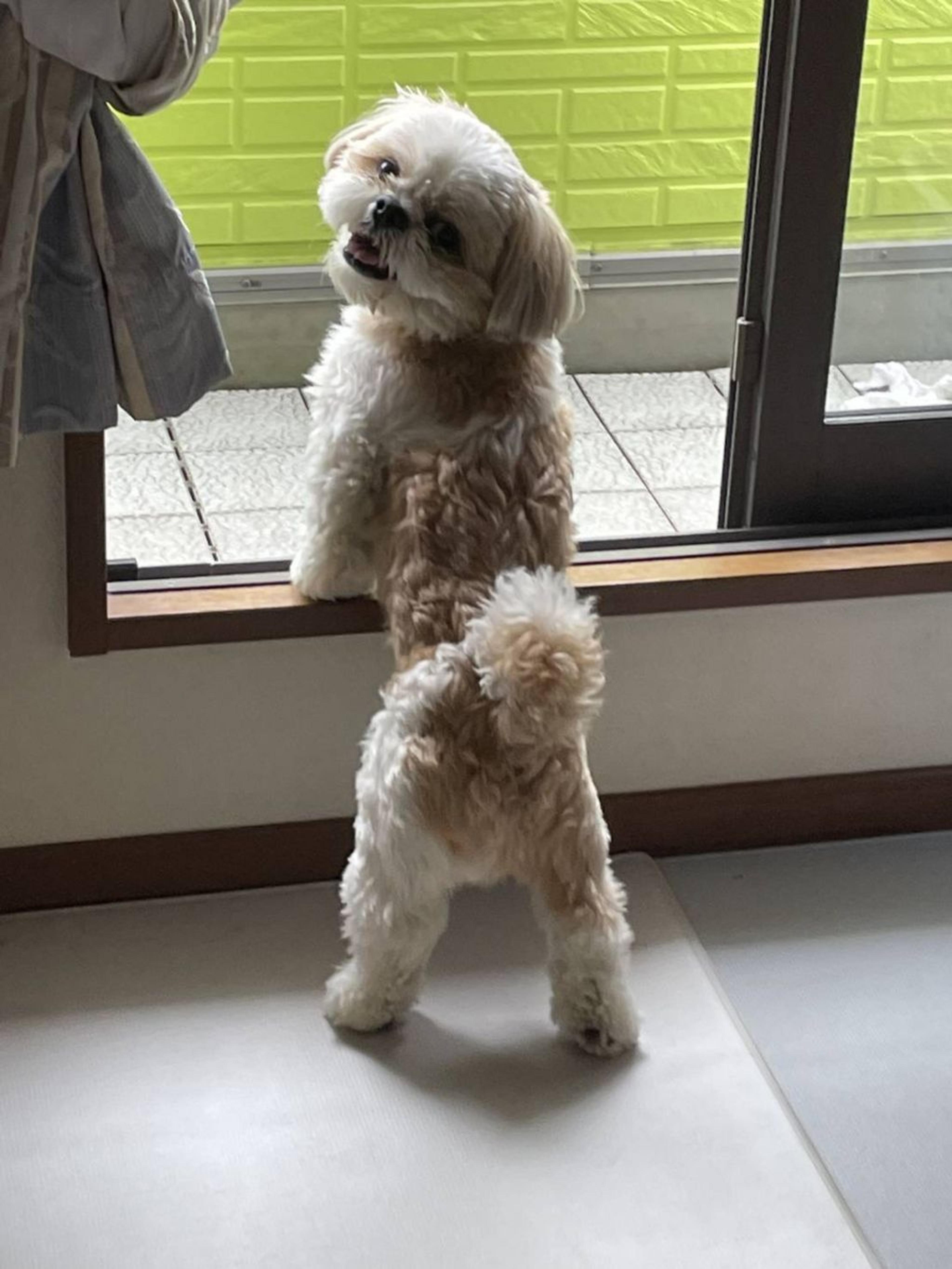 pet-image-6