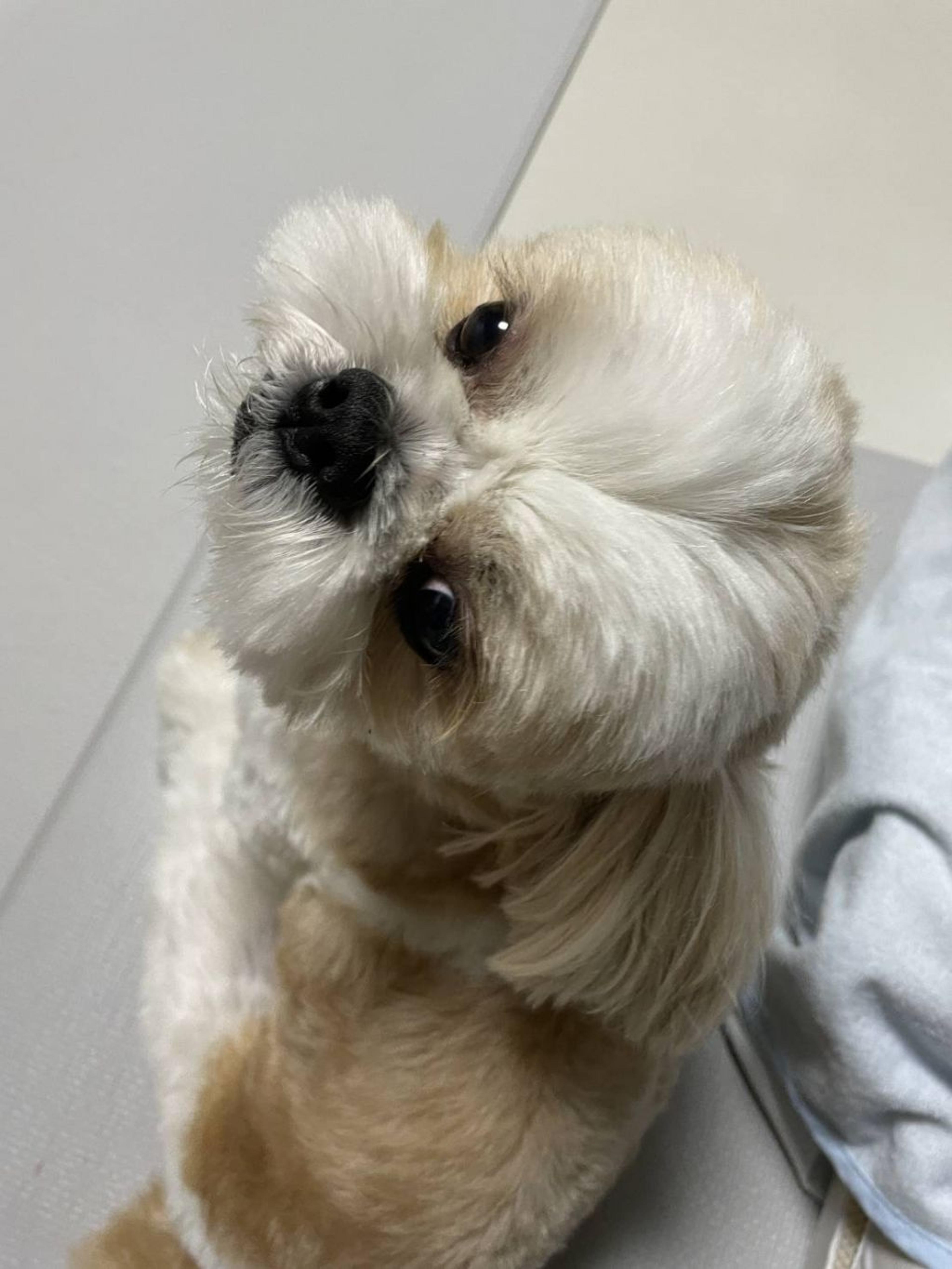 pet-image-8