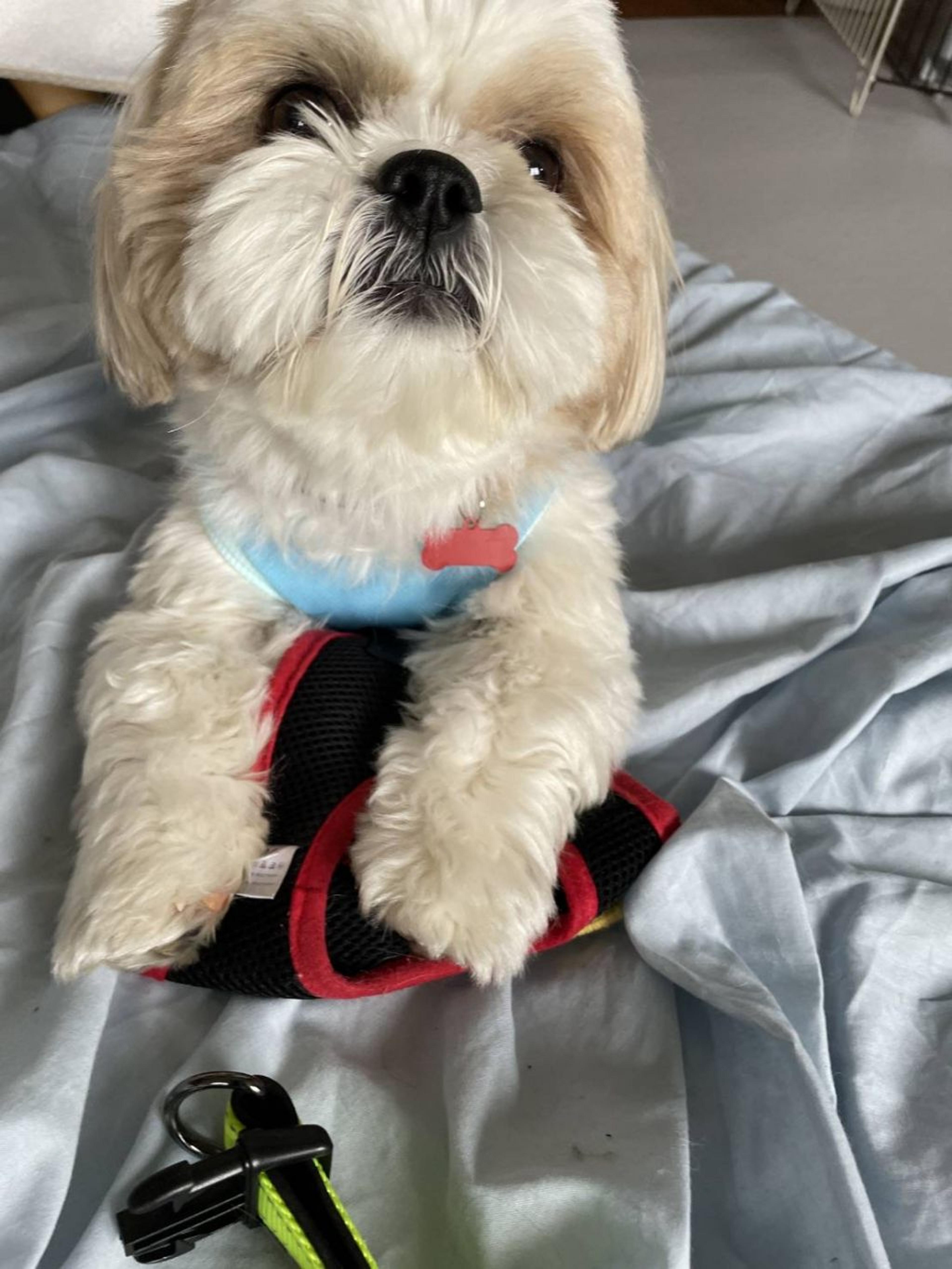 pet-image-9