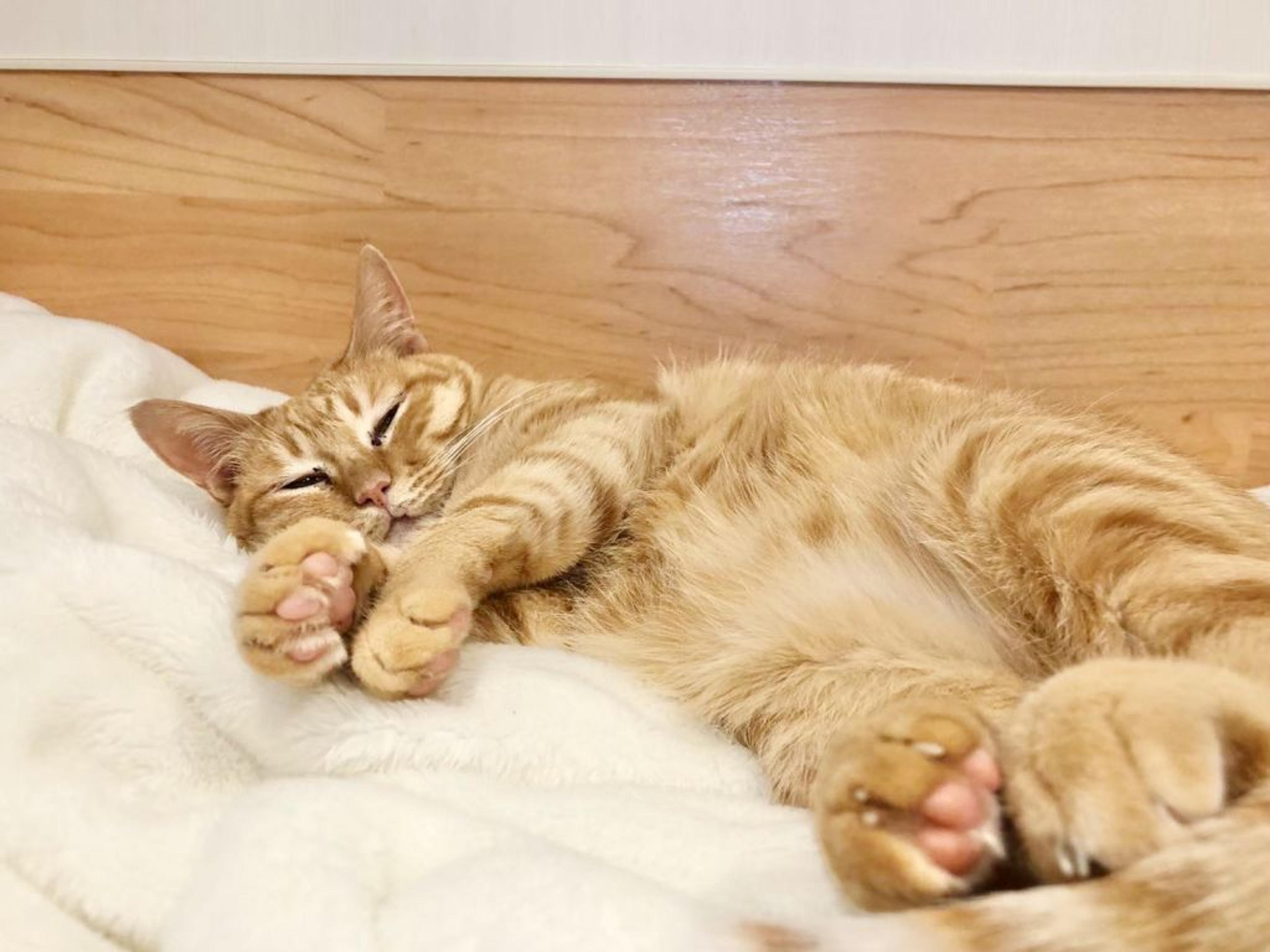 pet-image-3