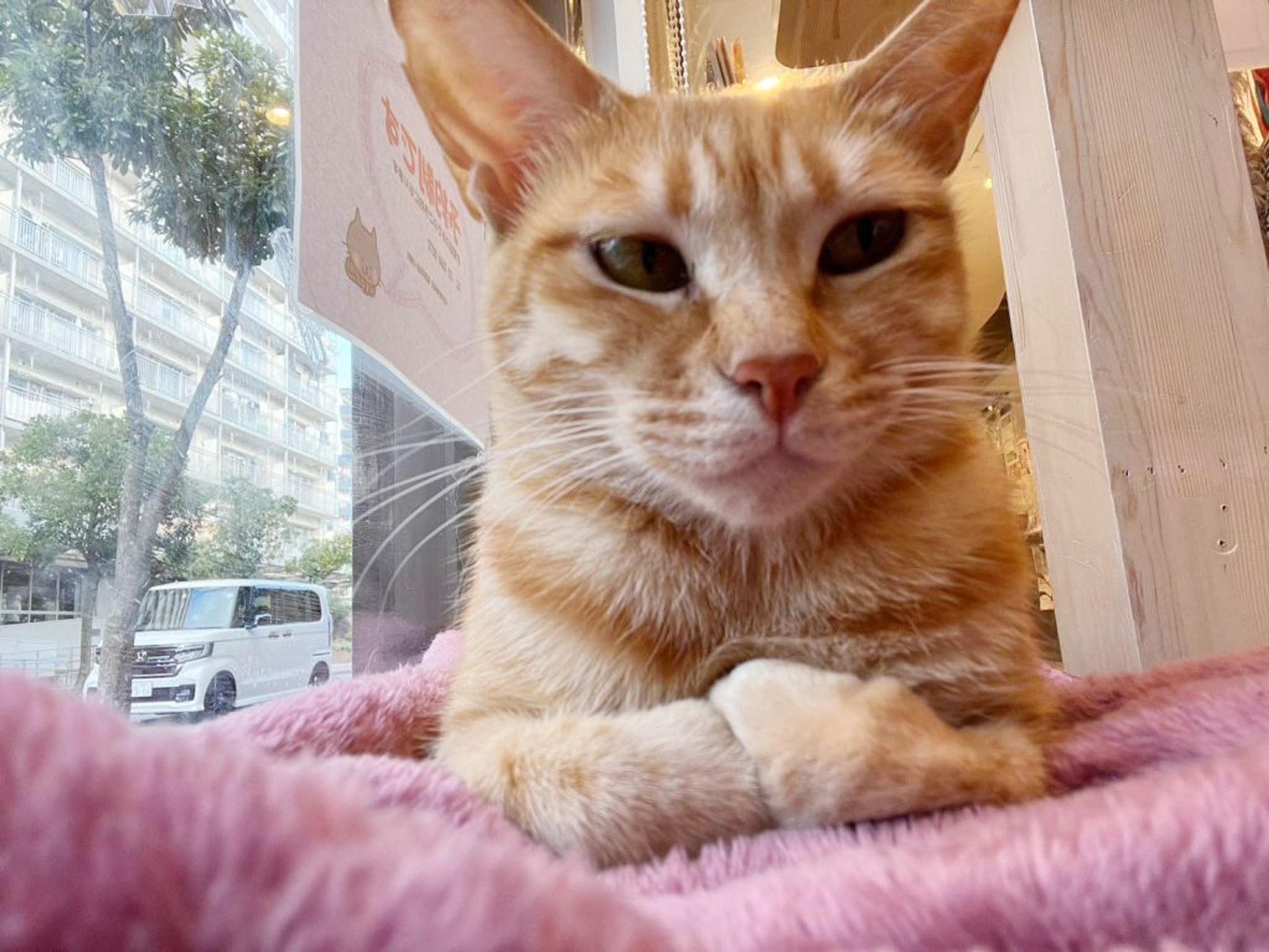 pet-image-4