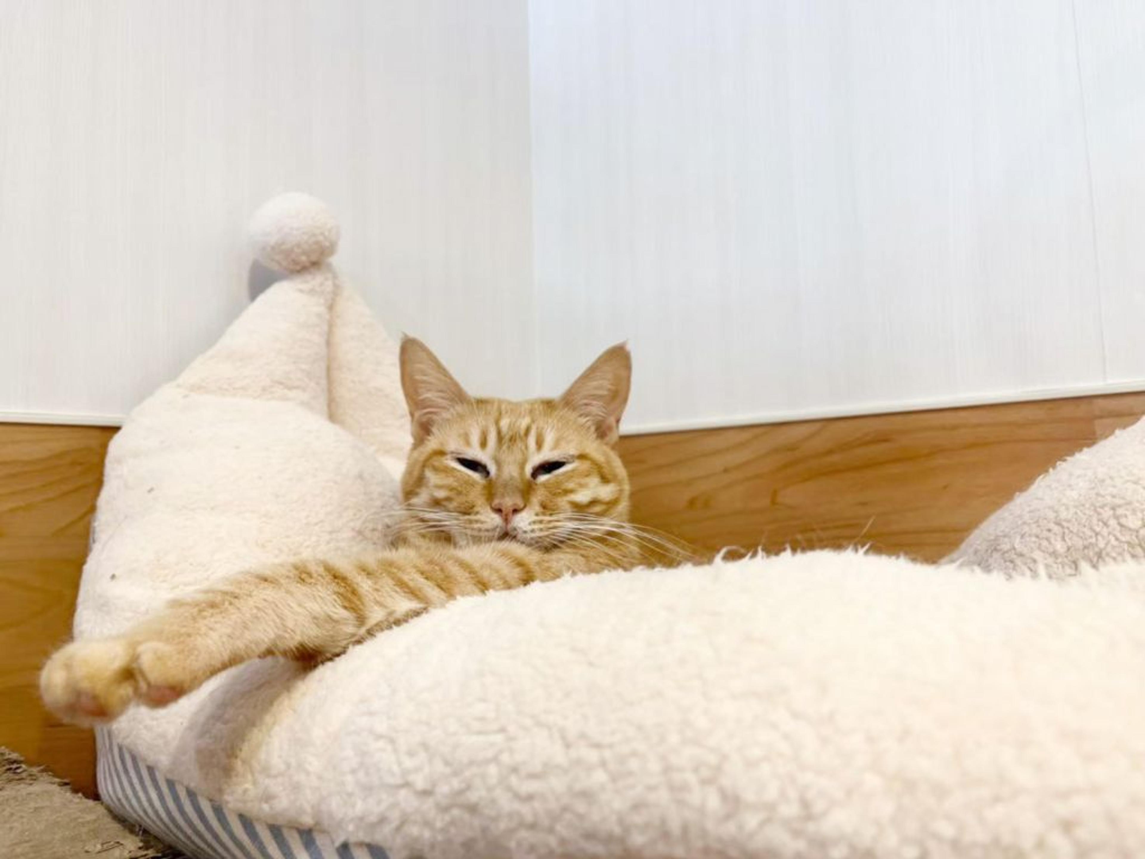 pet-image-5