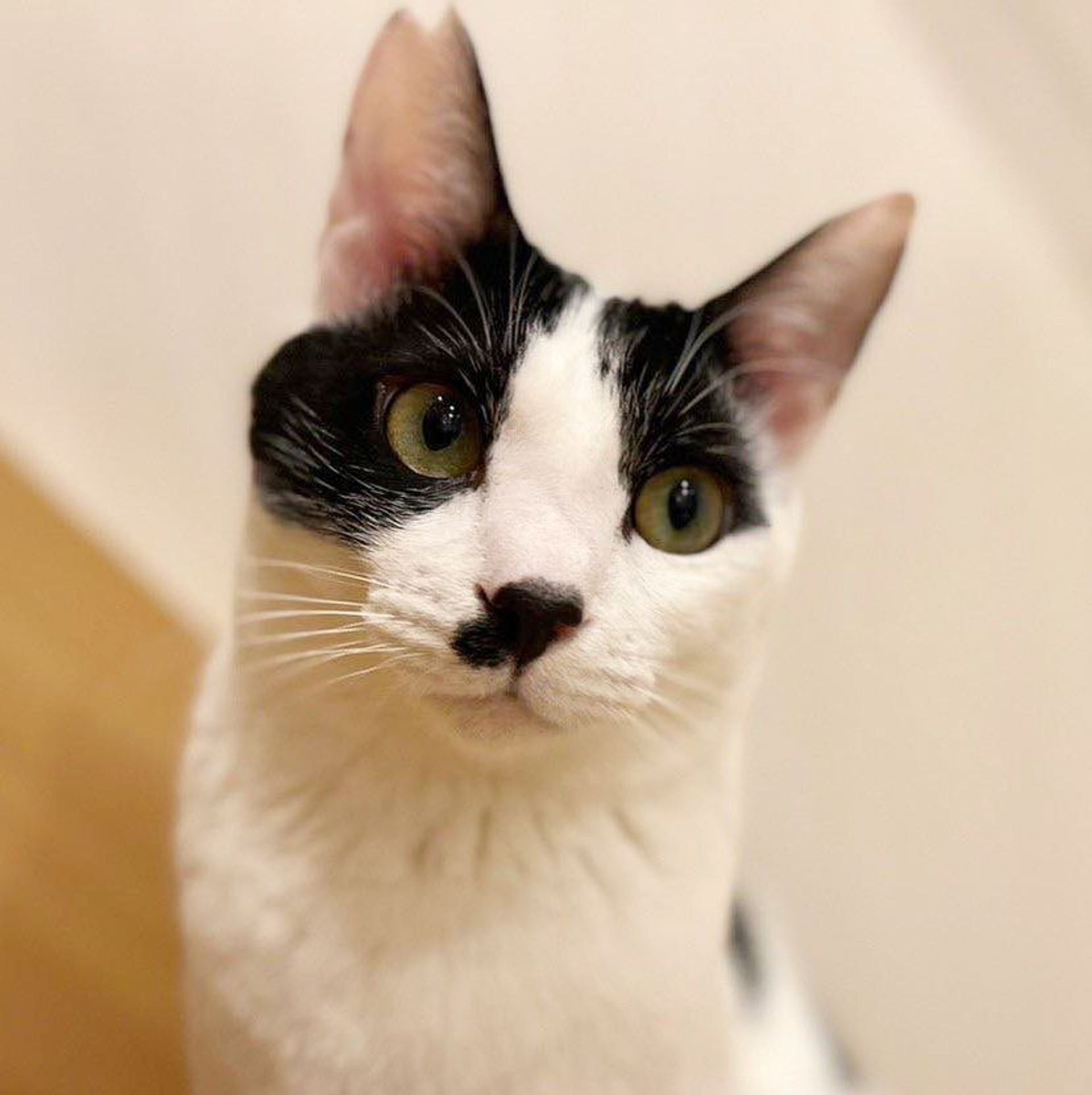 雑種（ミックス猫）・オスの里親募集の写真