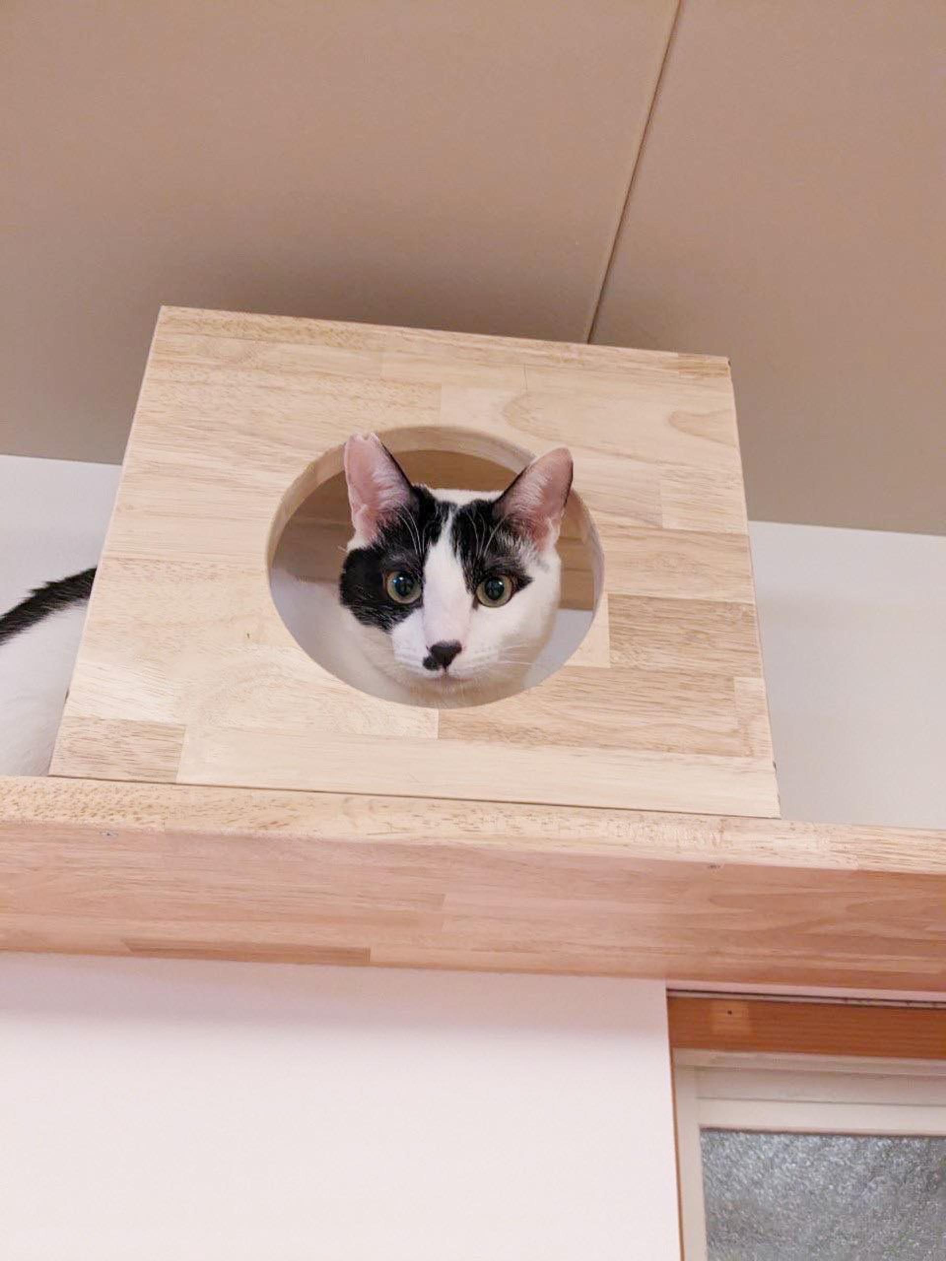 pet-image-4