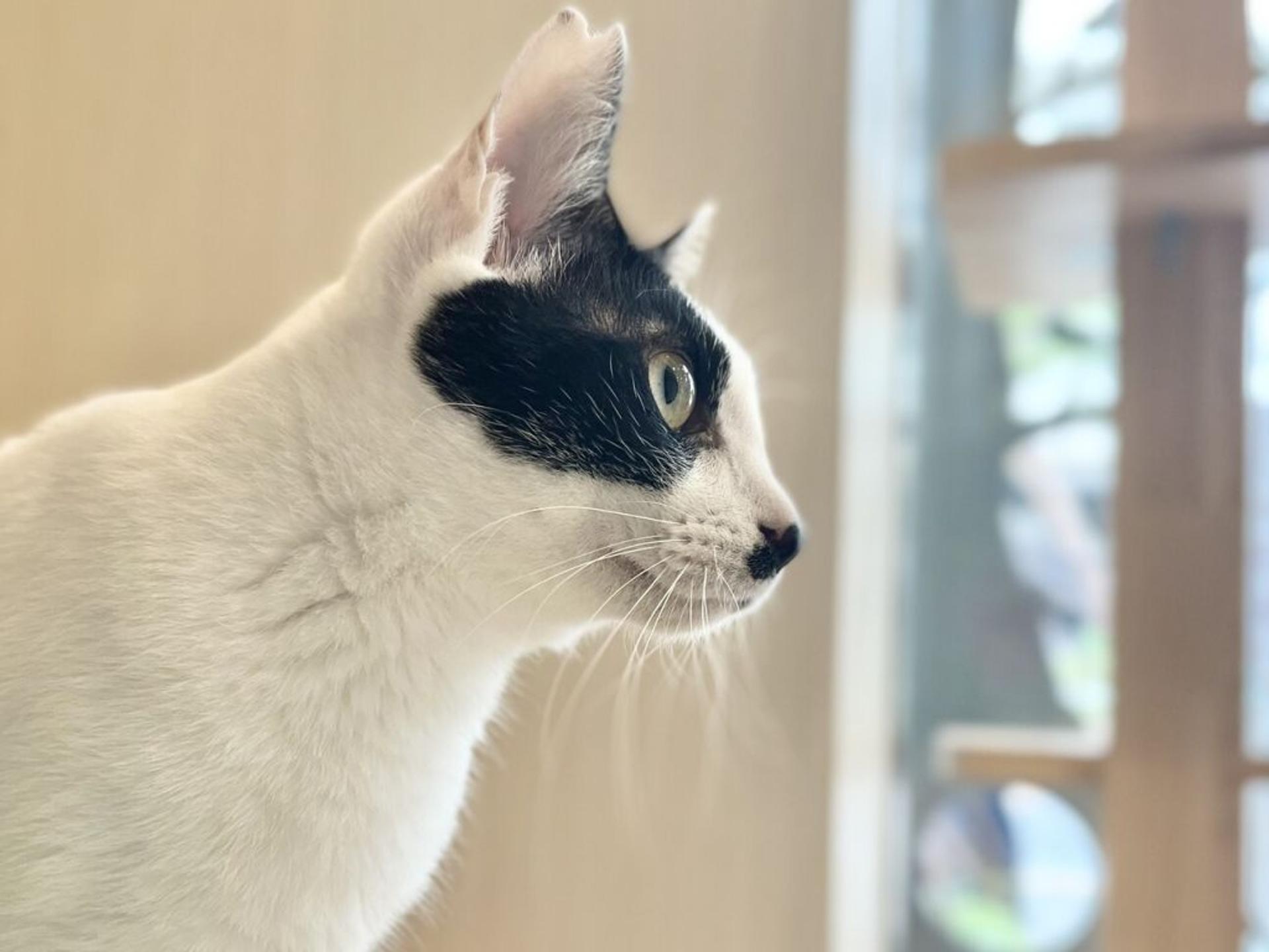 pet-image-6