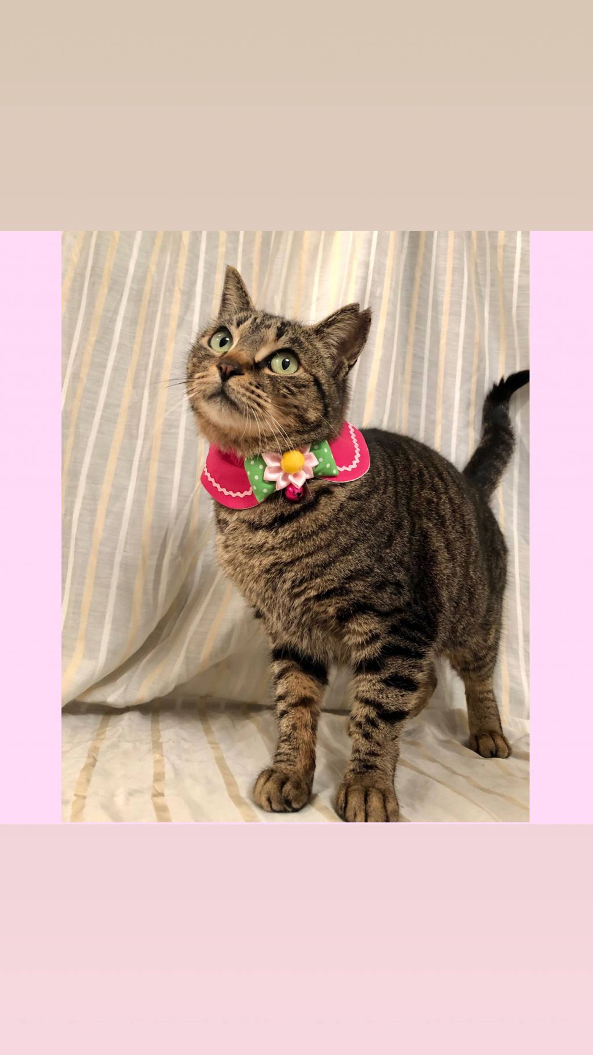 雑種（ミックス猫）・メスの里親募集の写真
