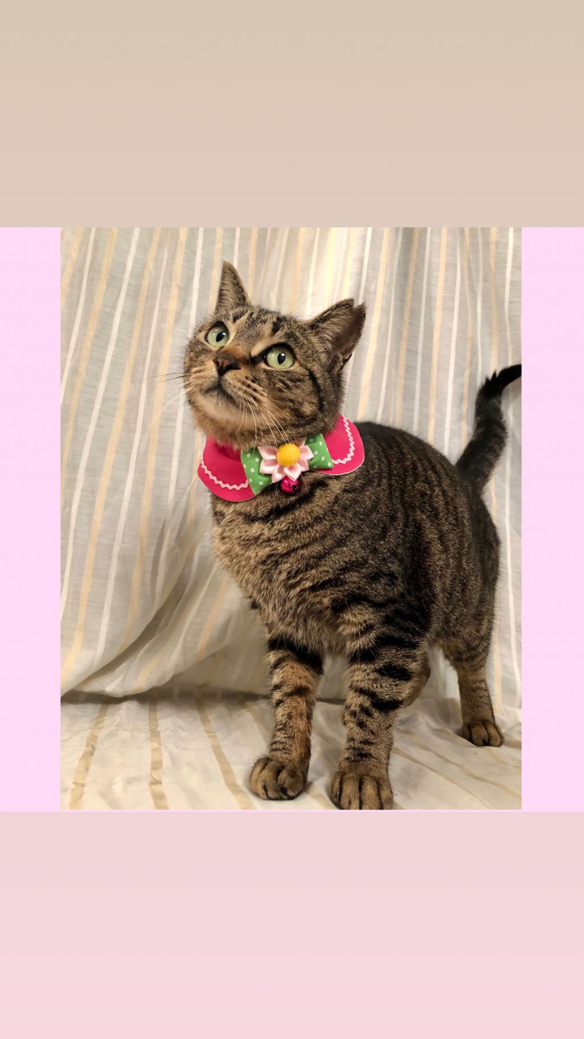 雑種（ミックス猫）・メスの里親募集の写真