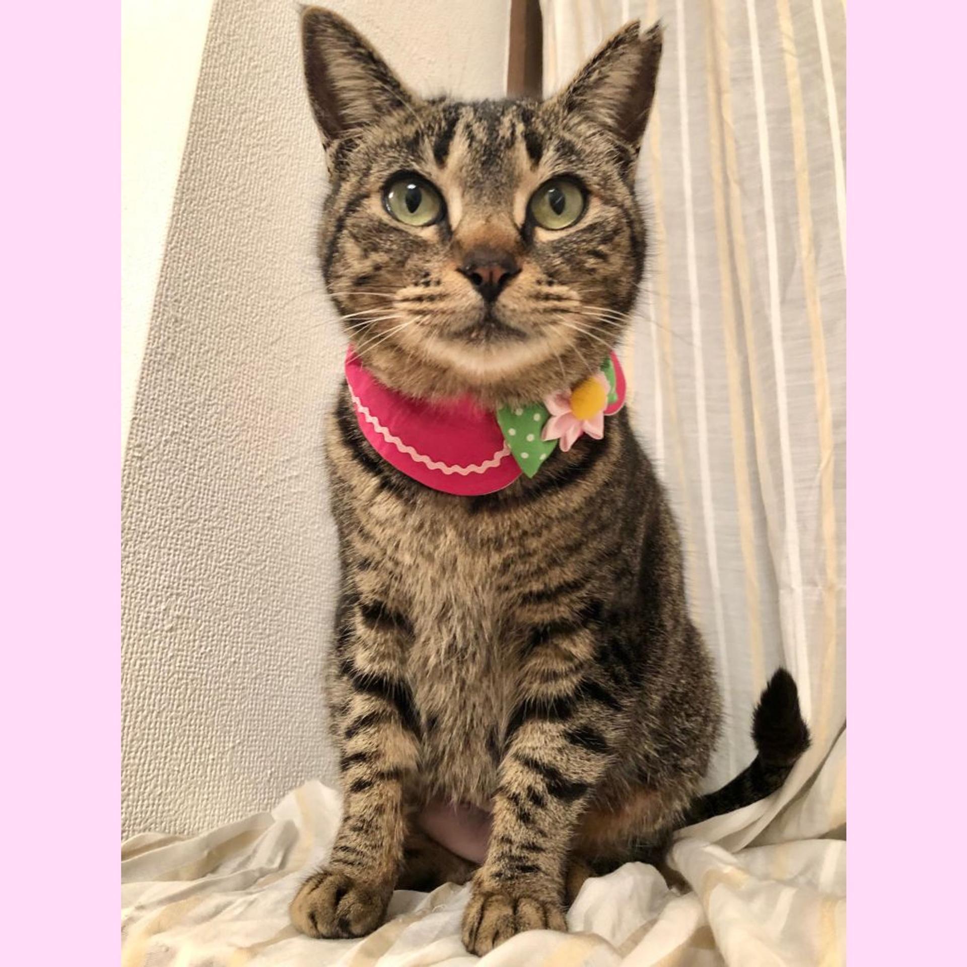 pet-image-3
