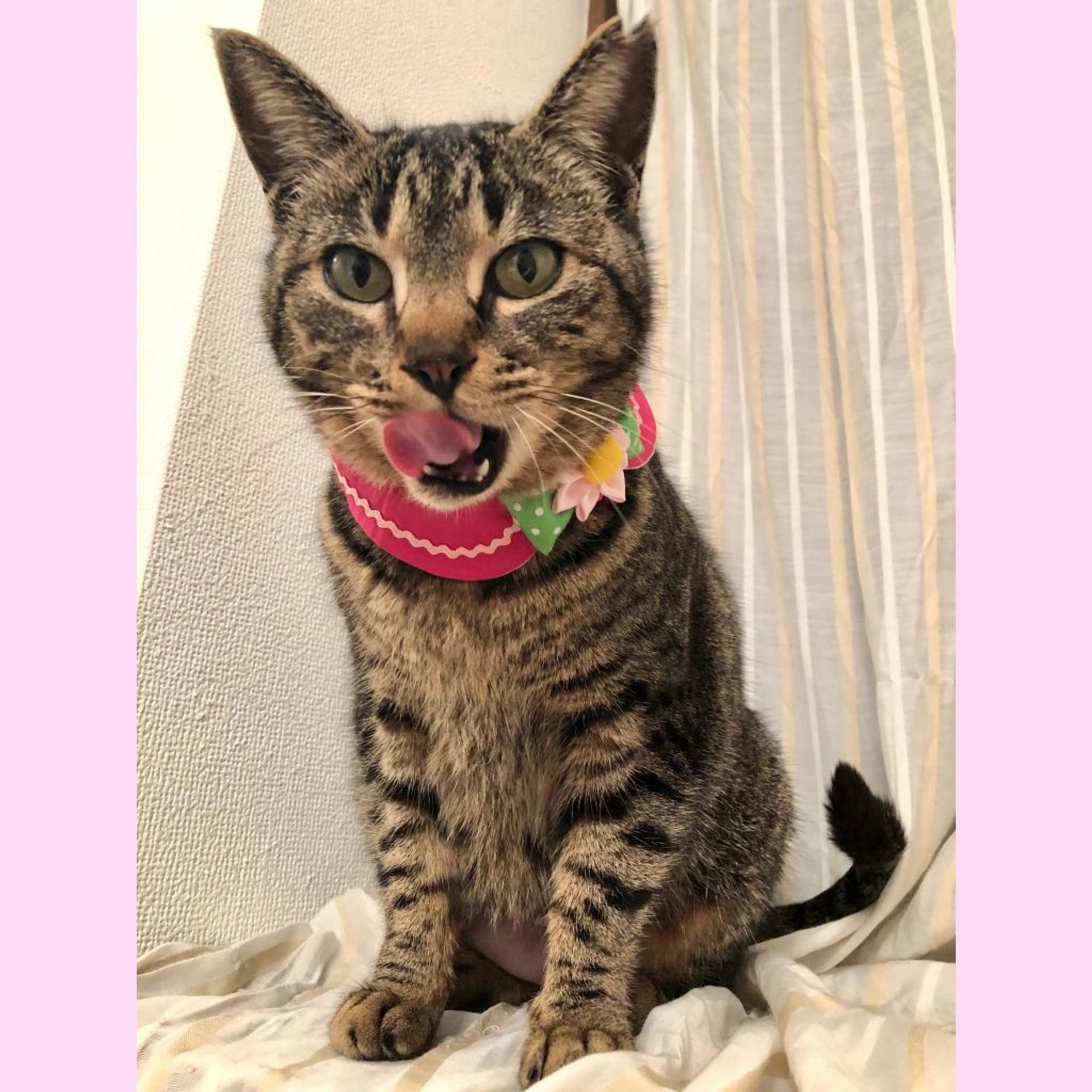 pet-image-5