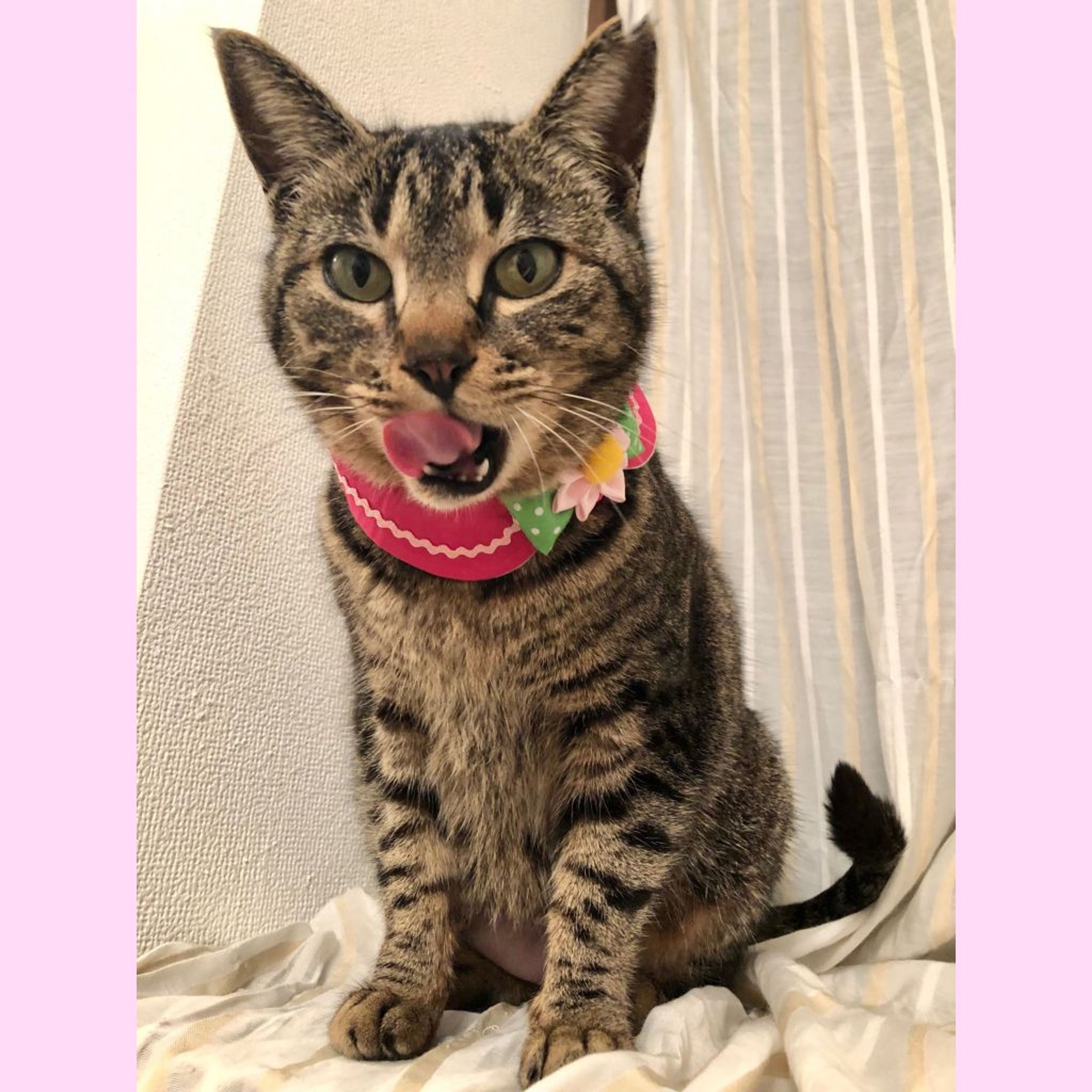 pet-image-5