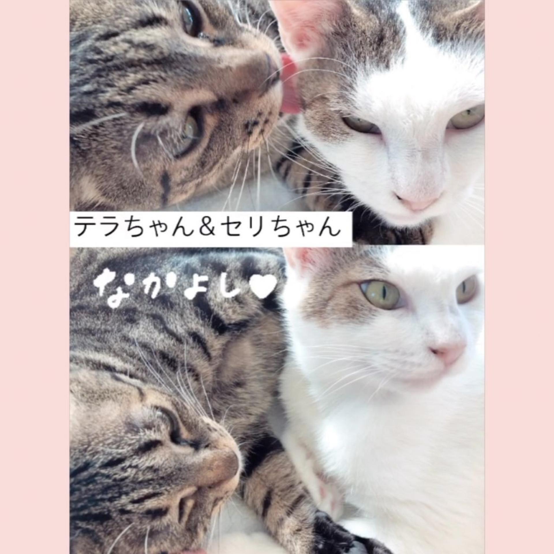 pet-image-2