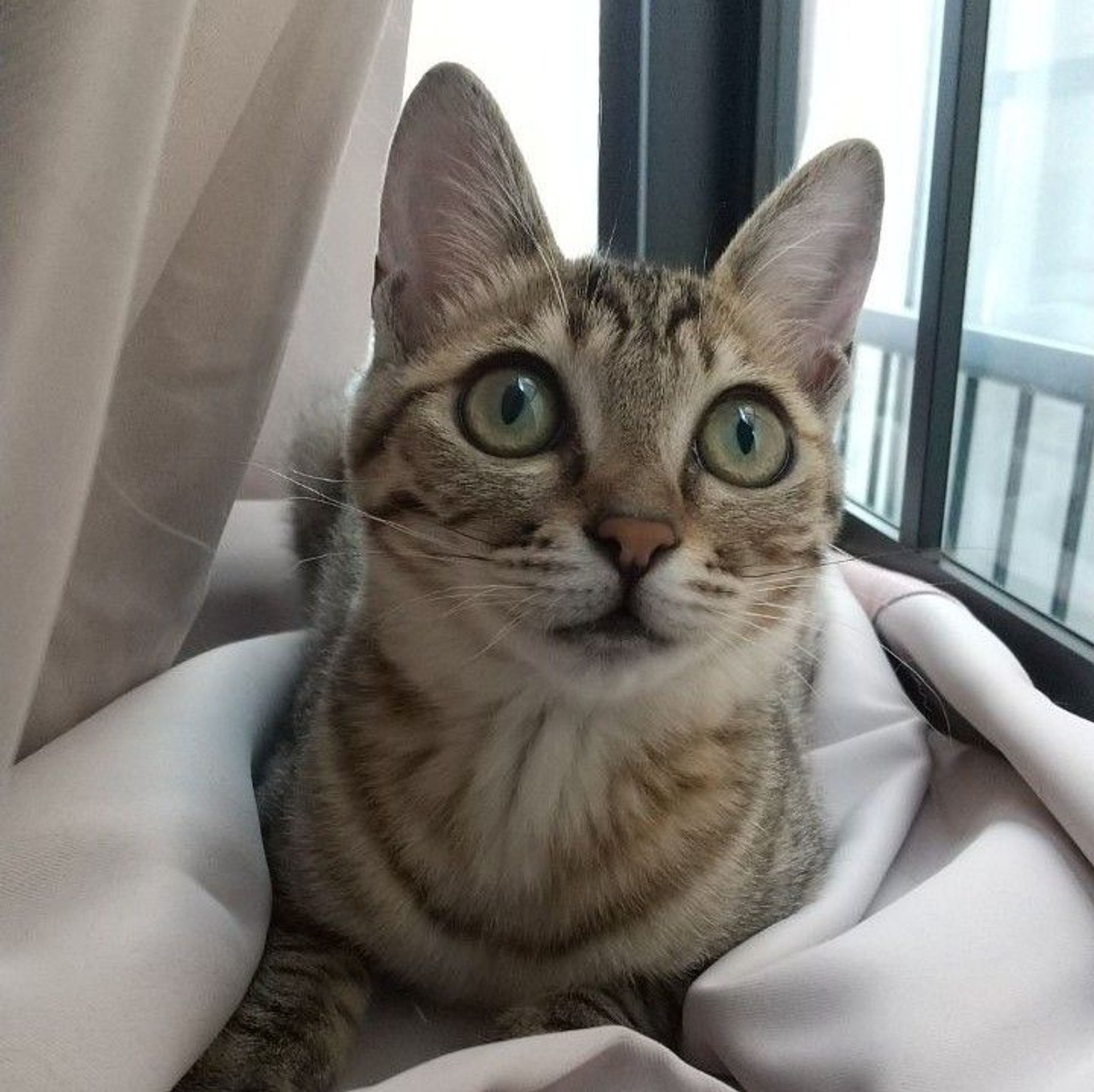 雑種（ミックス猫）・メスの里親募集の写真