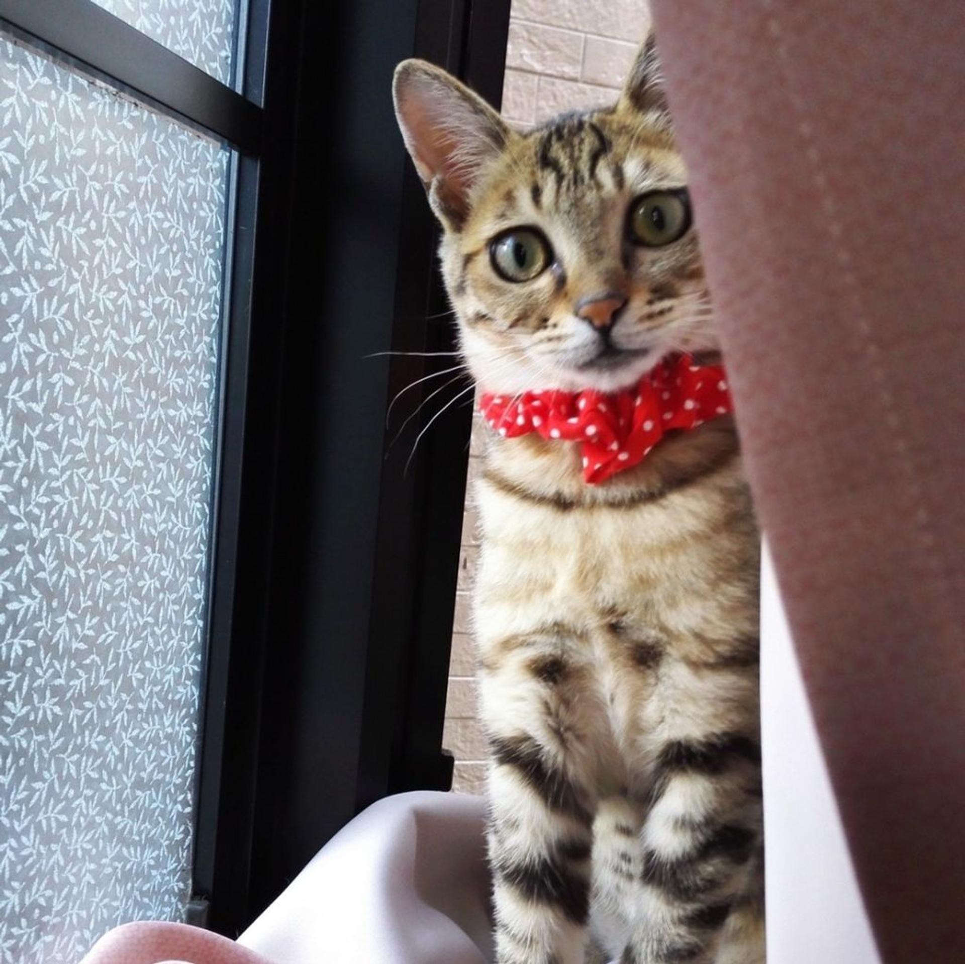 pet-image-12