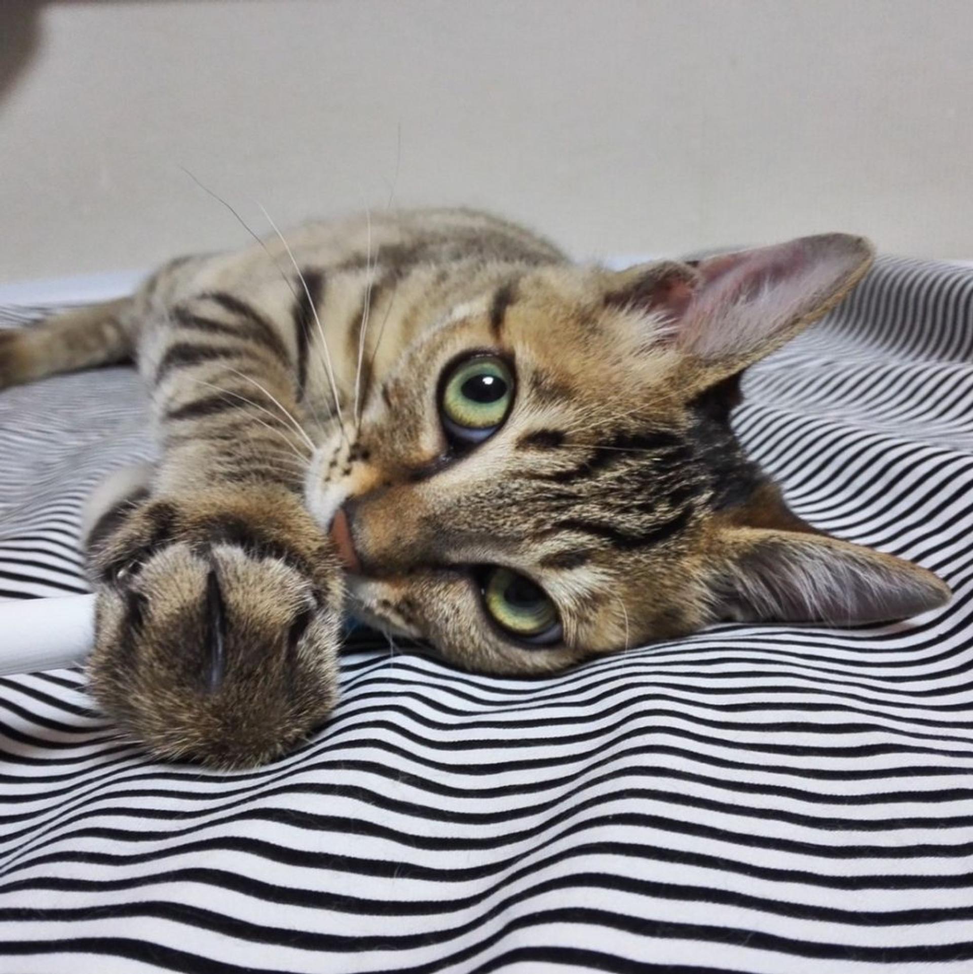 pet-image-17
