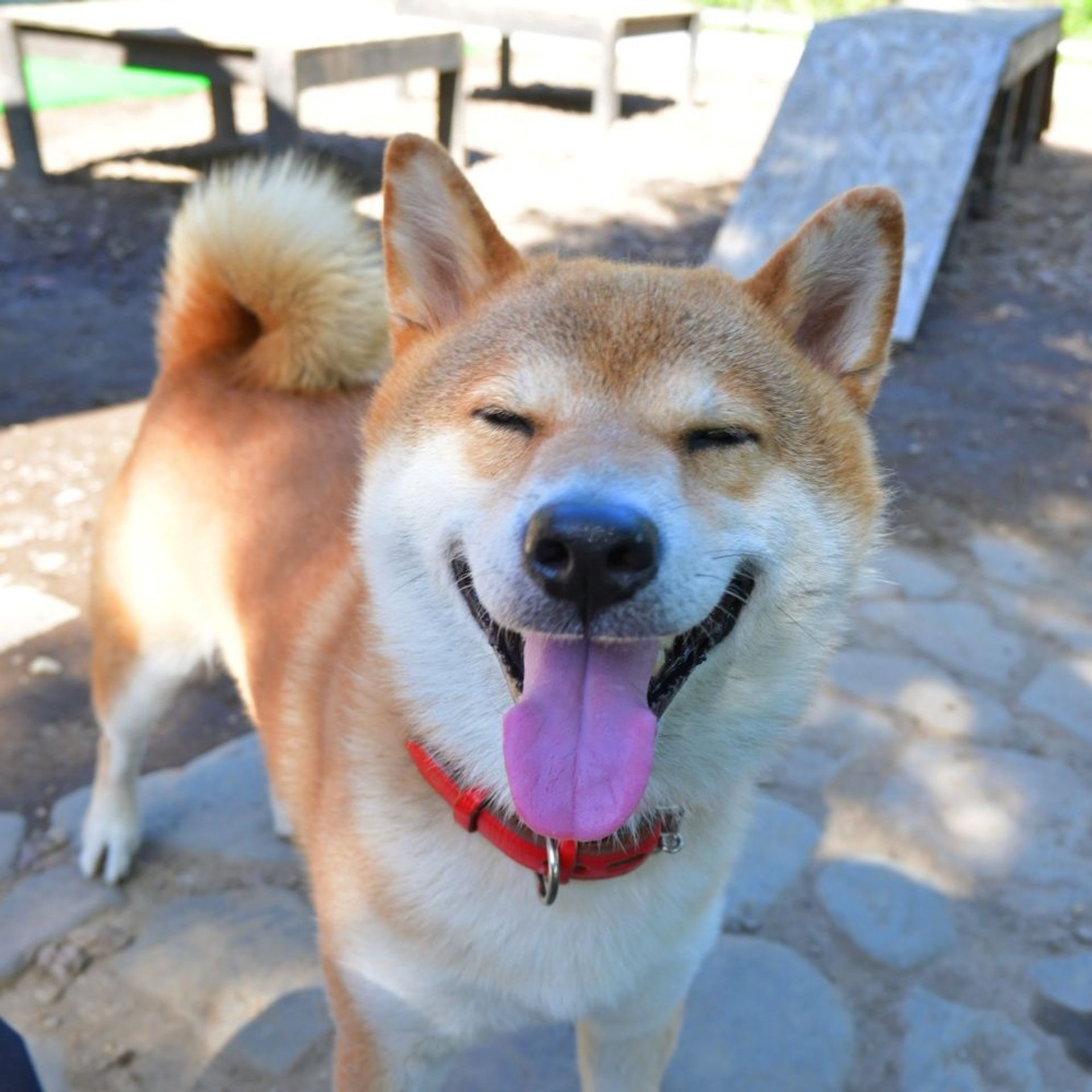 柴犬・オスの里親募集の写真