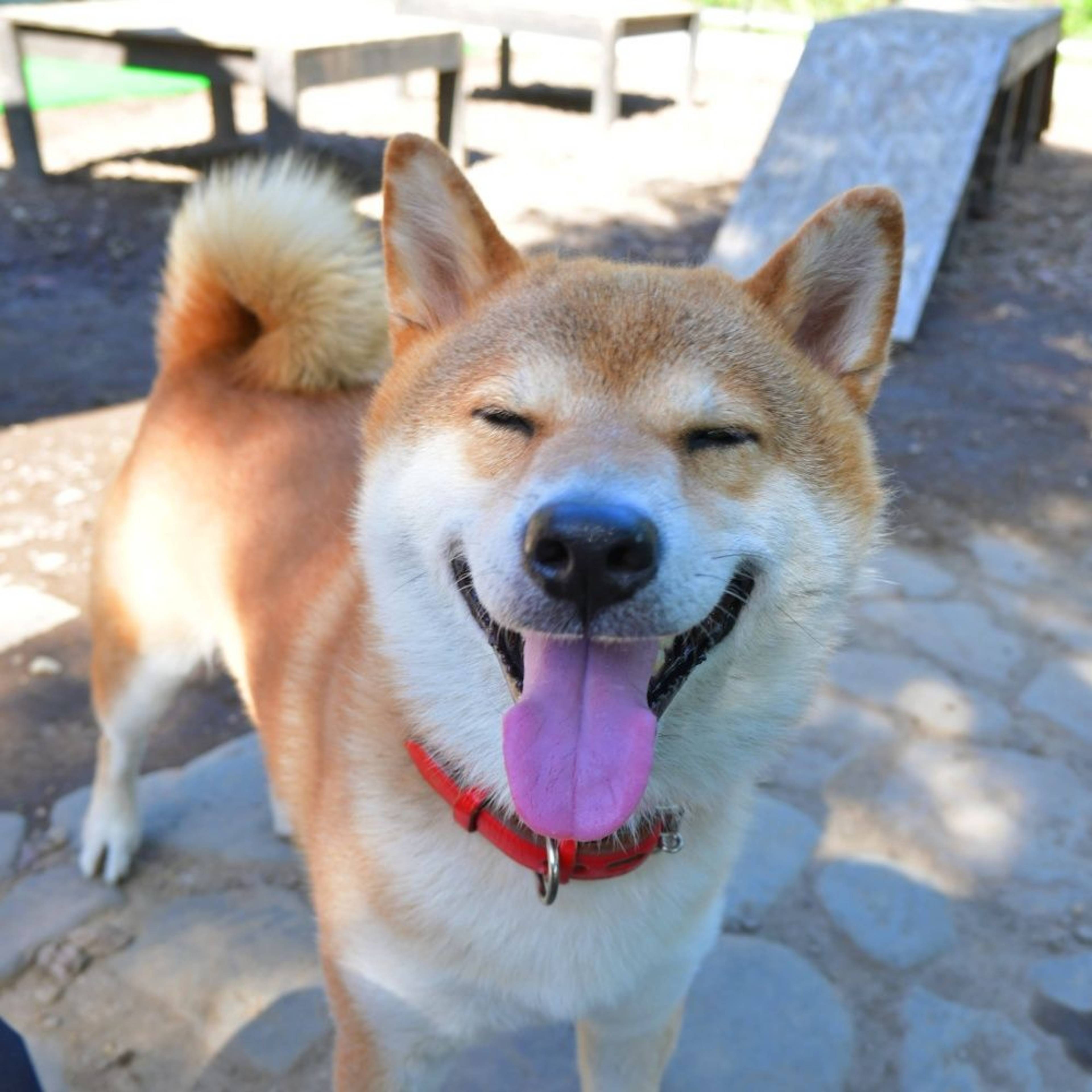 柴犬・オスの里親募集の写真