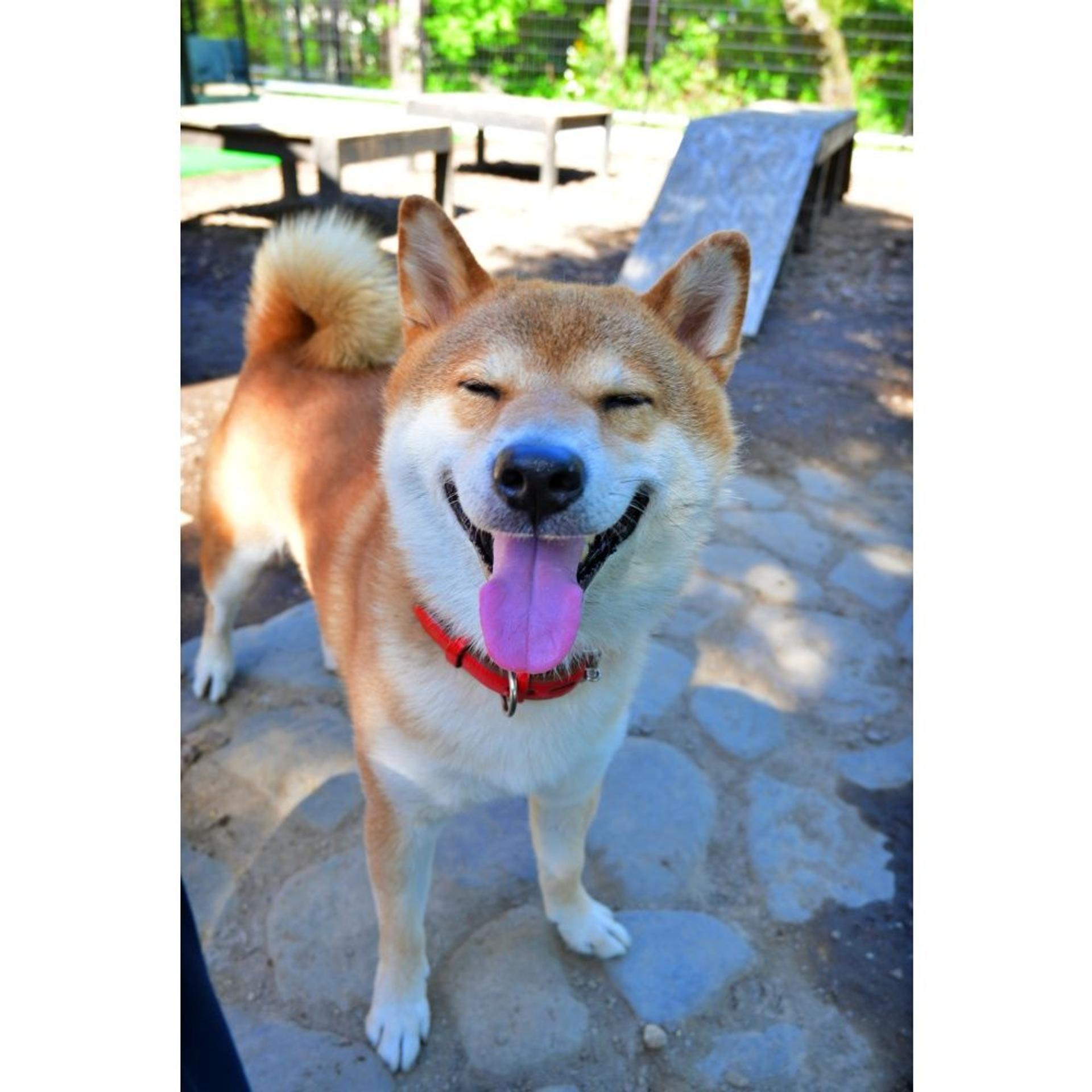 pet-image-5