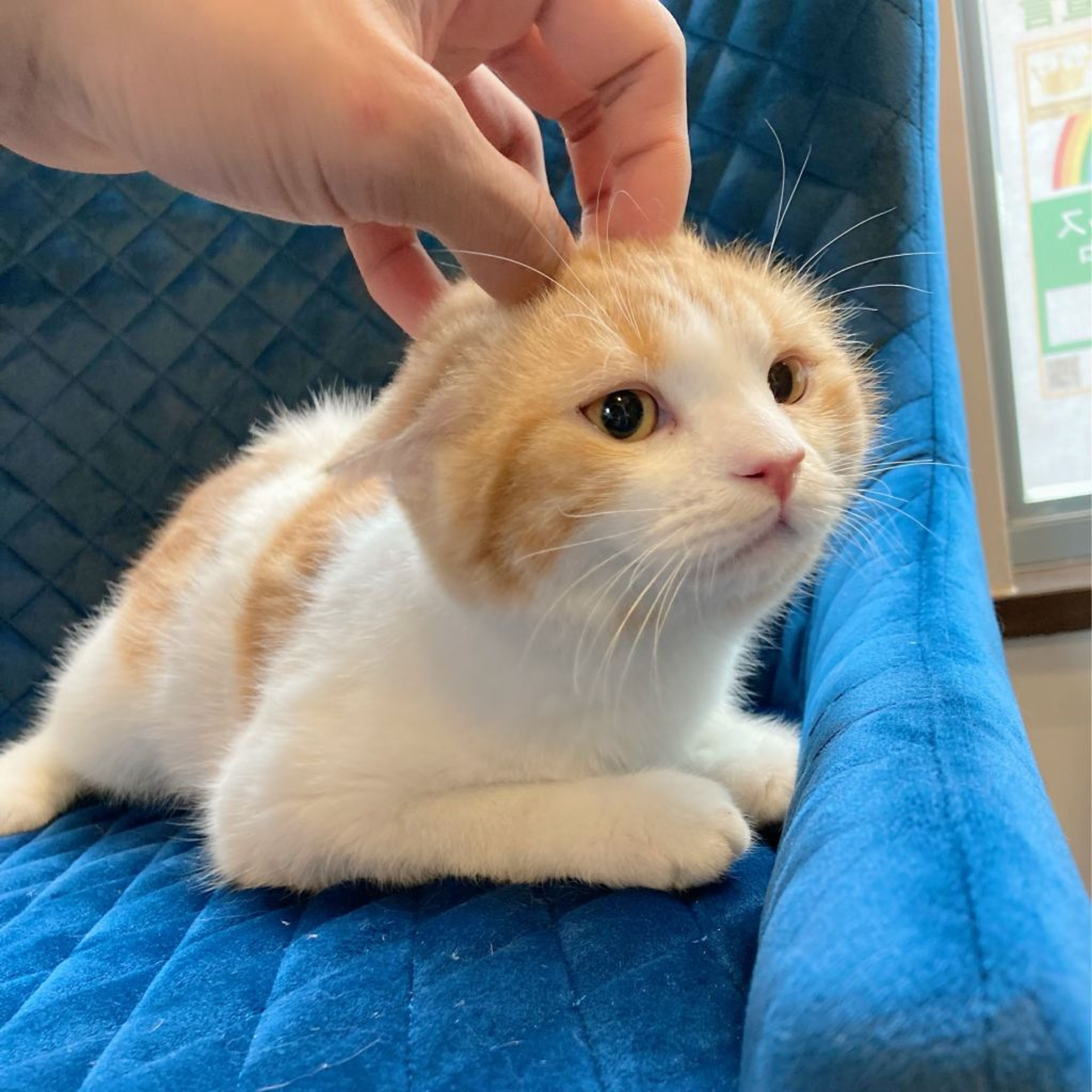 pet-image-9