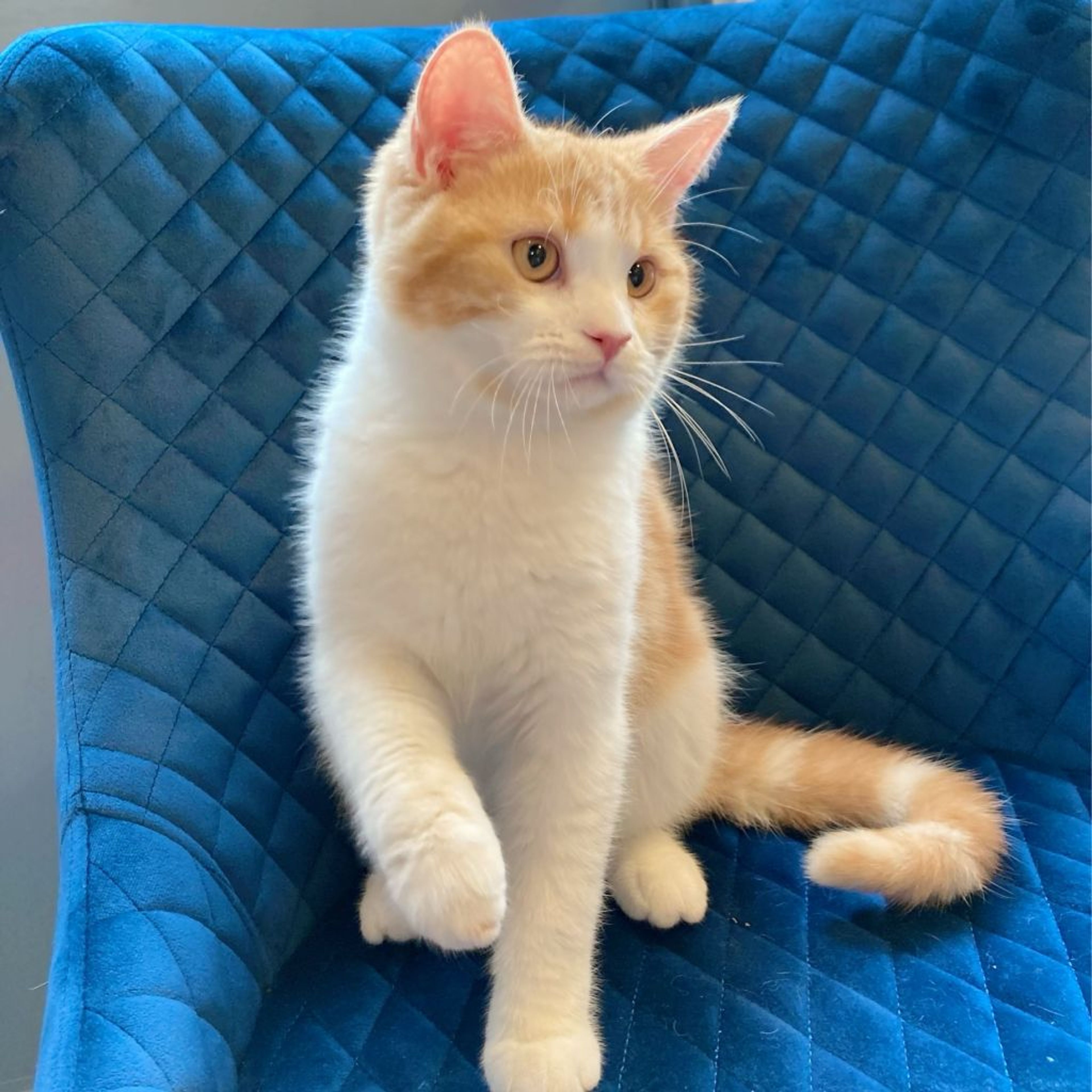 pet-image-5