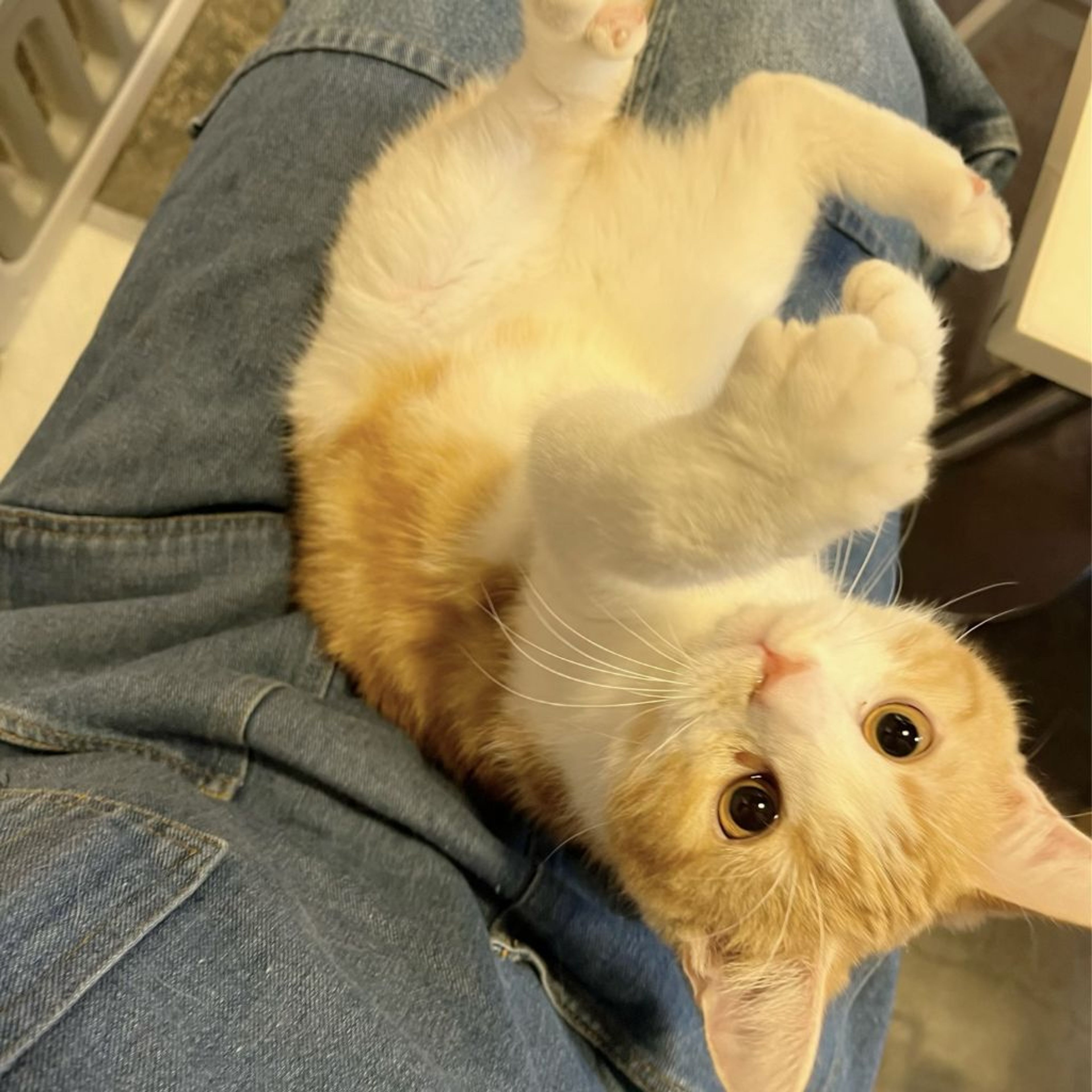 pet-image-3