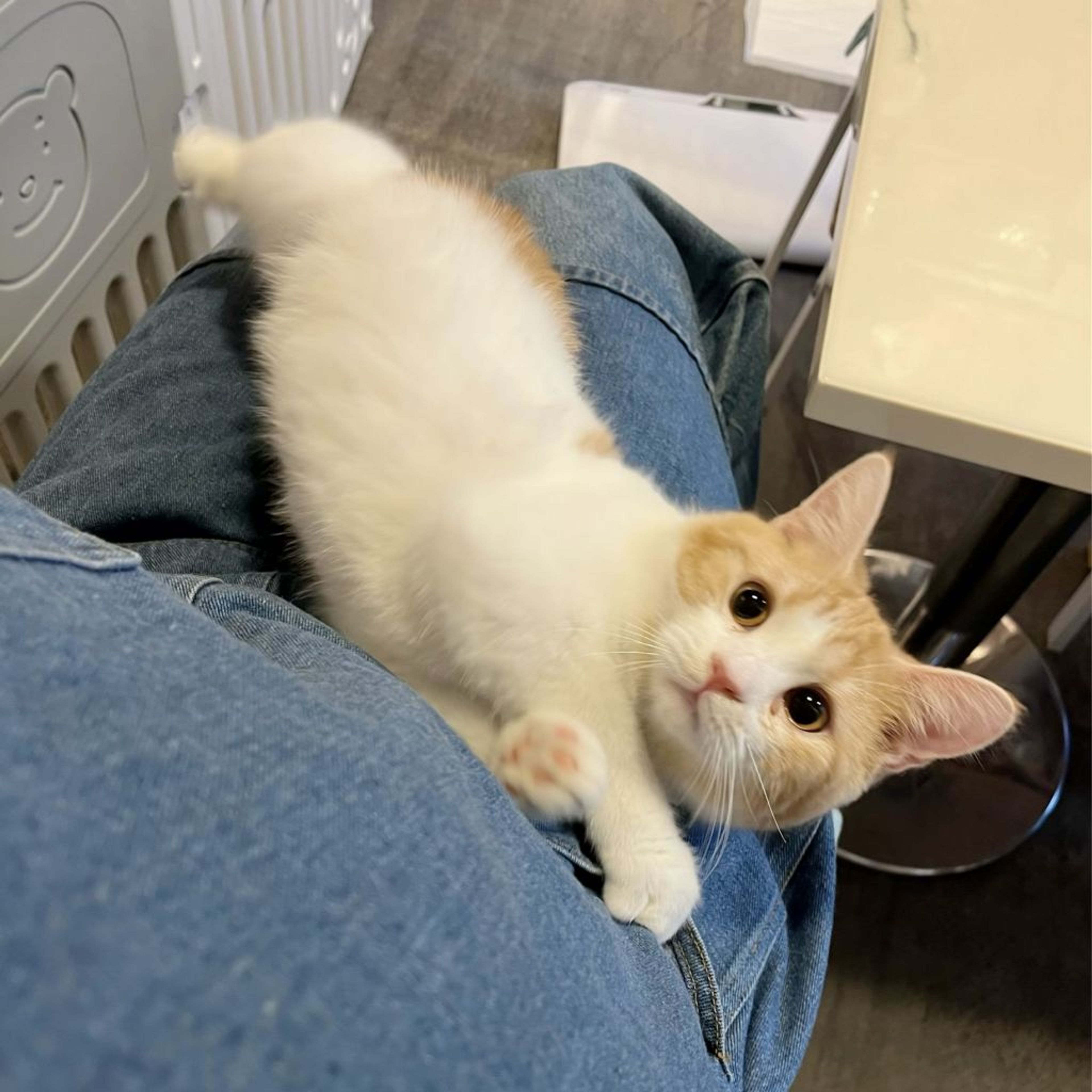 pet-image-6