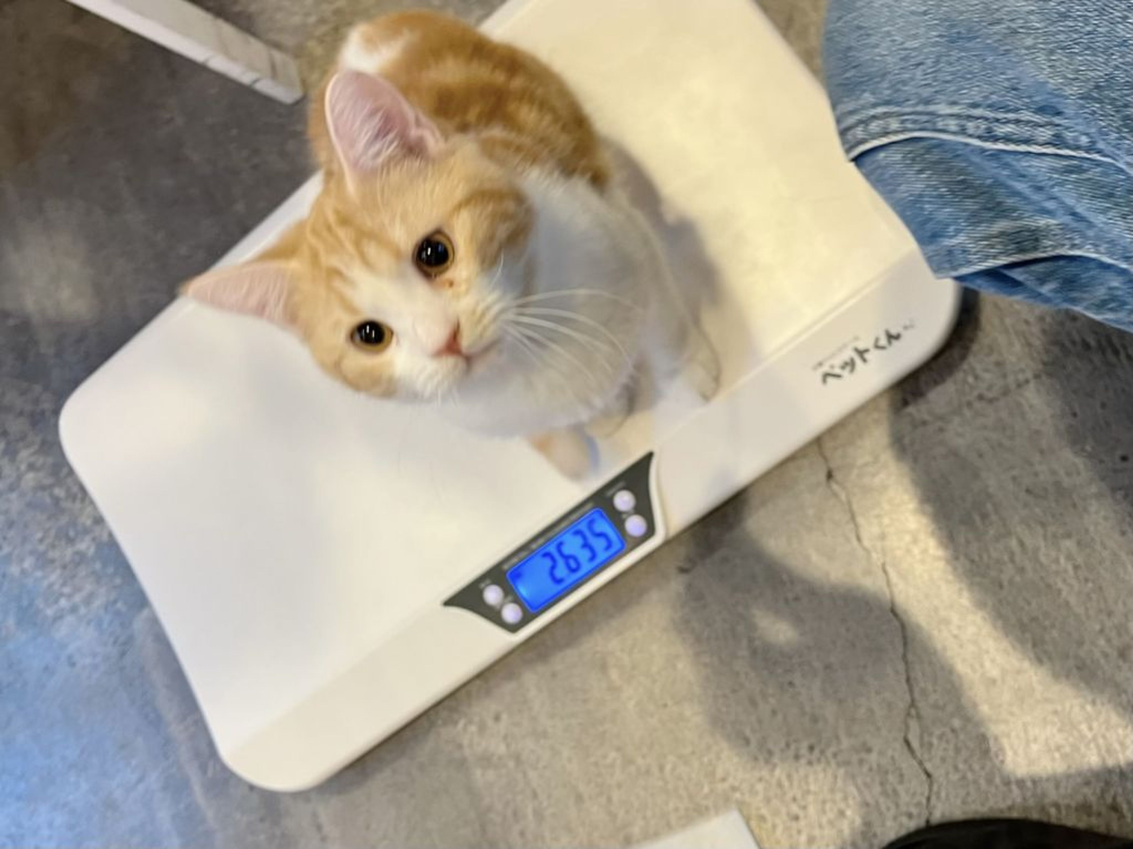 pet-image-8