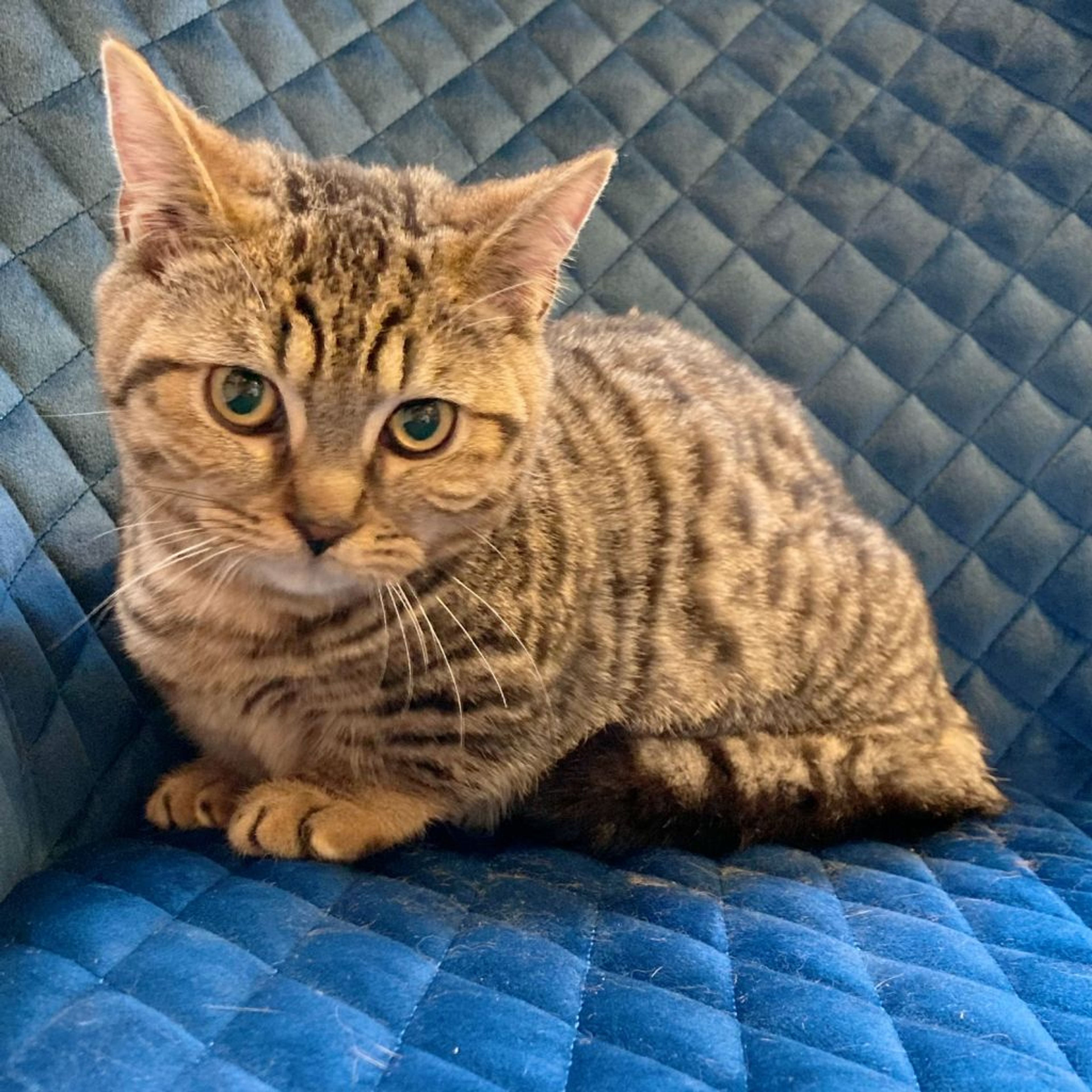 雑種（ミックス猫）・オスの里親募集の写真