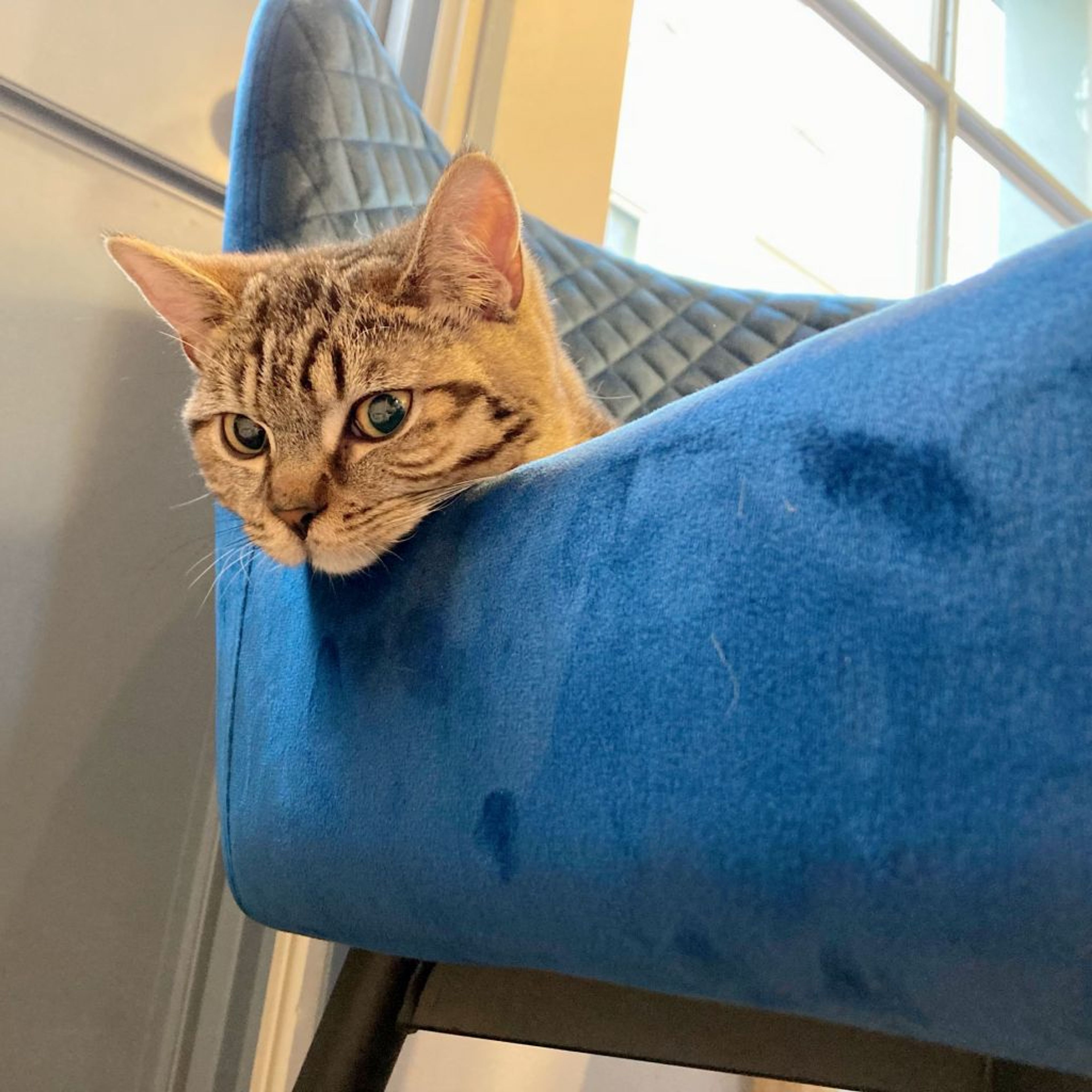 pet-image-5