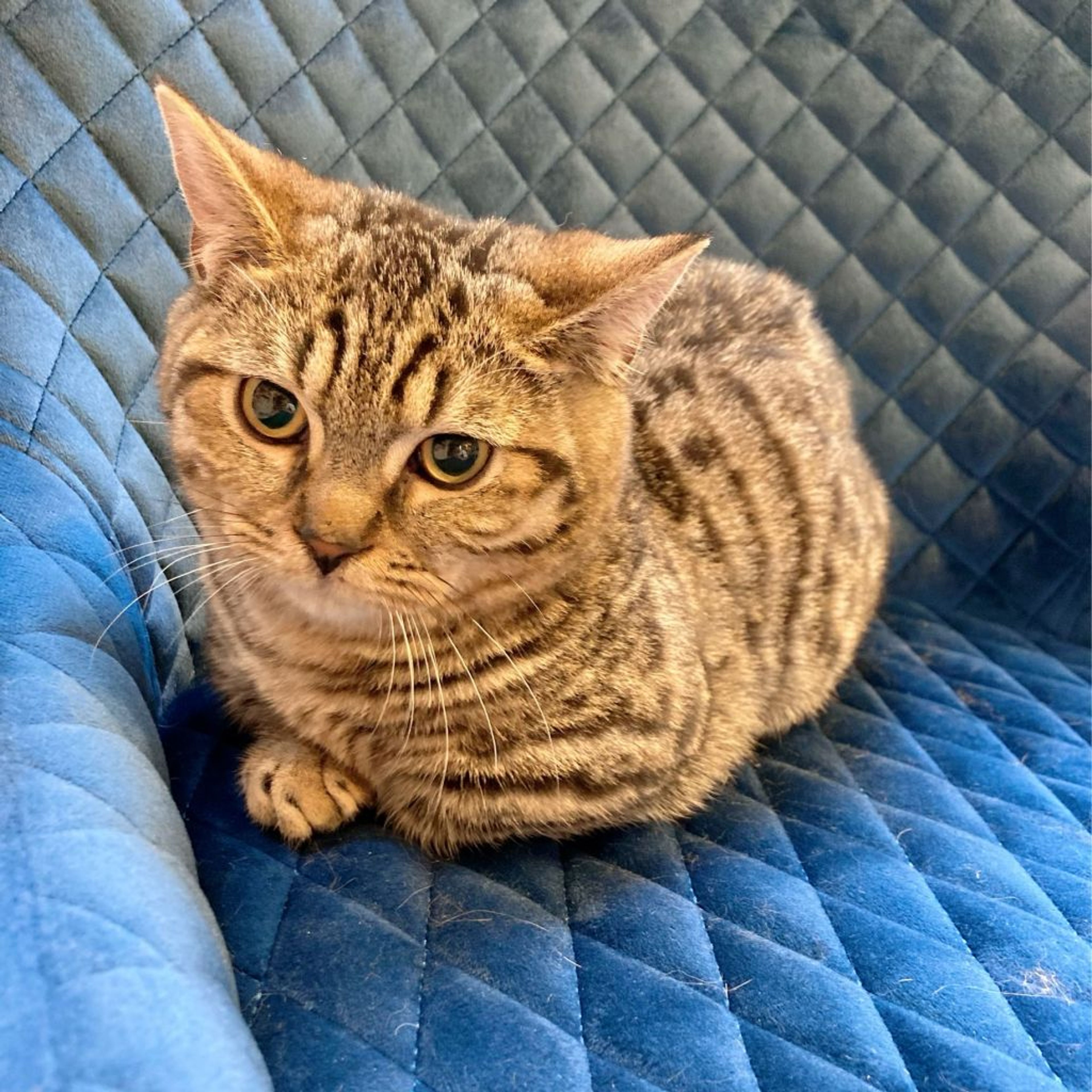 pet-image-7