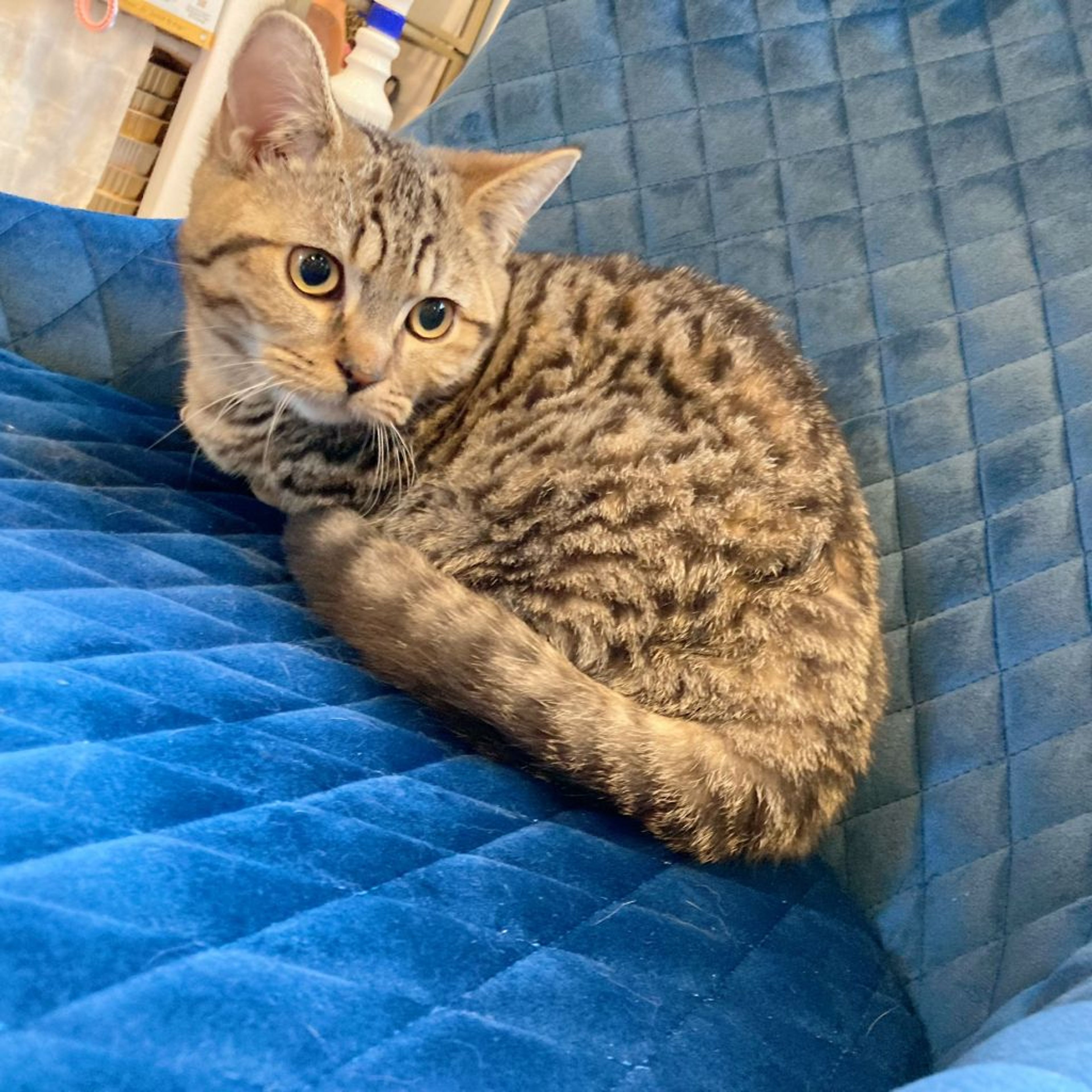 pet-image-8