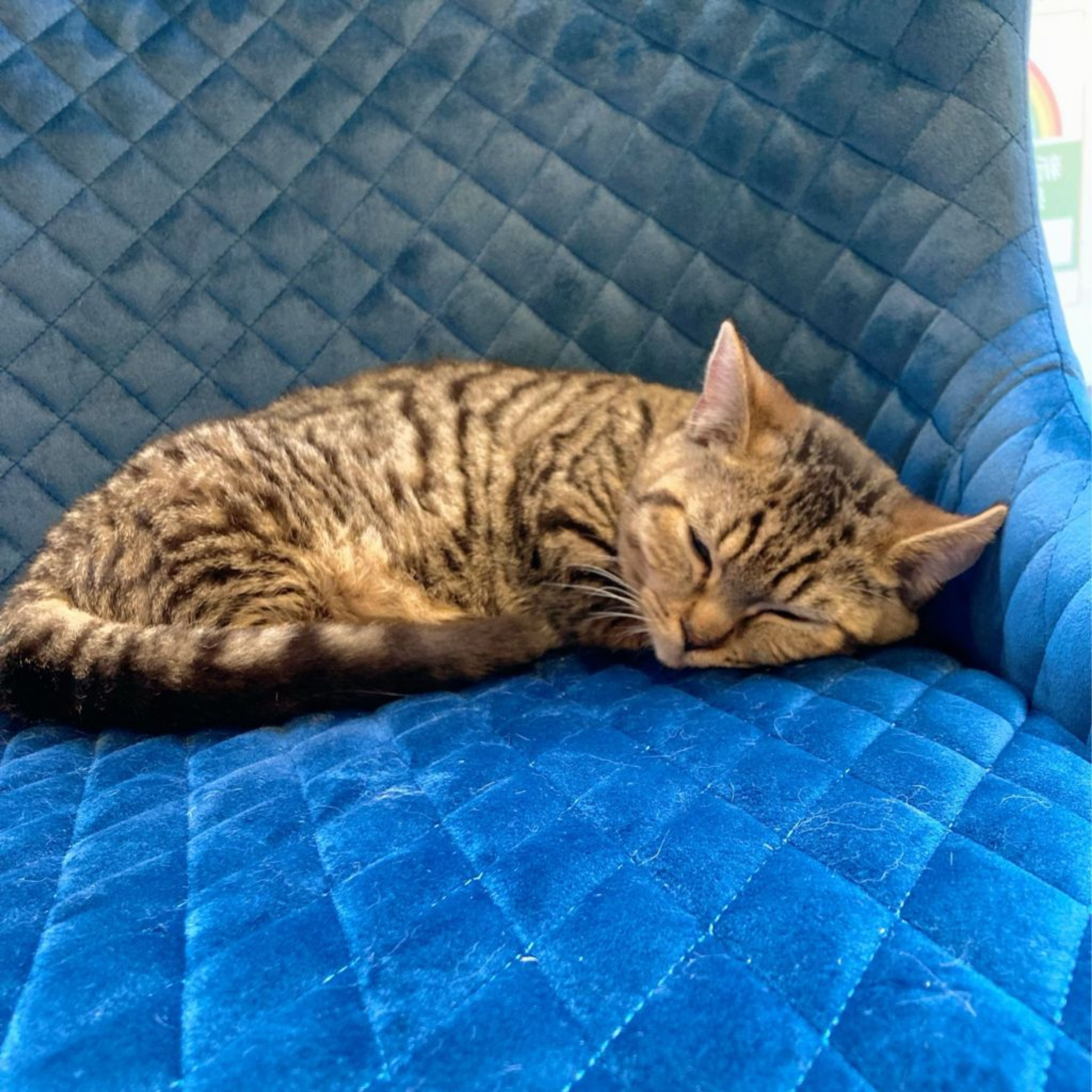 pet-image-9