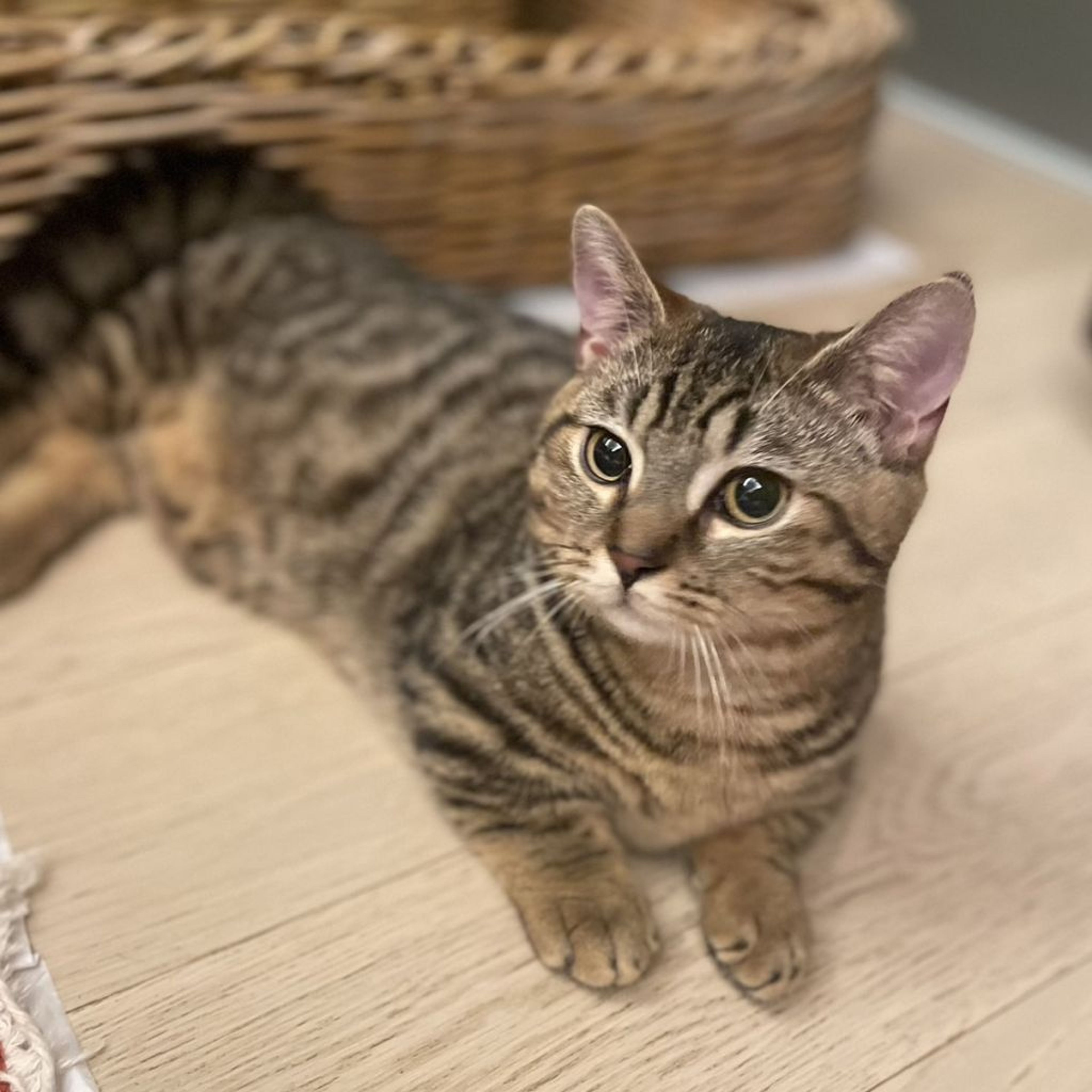pet-image-2
